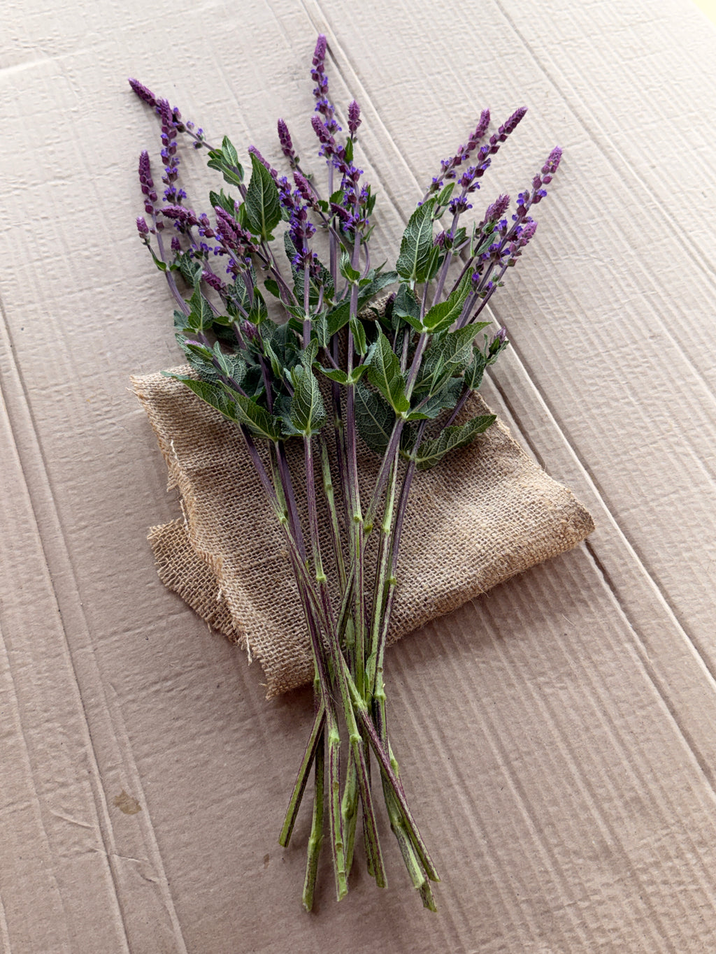 Salvia - Caradonna
