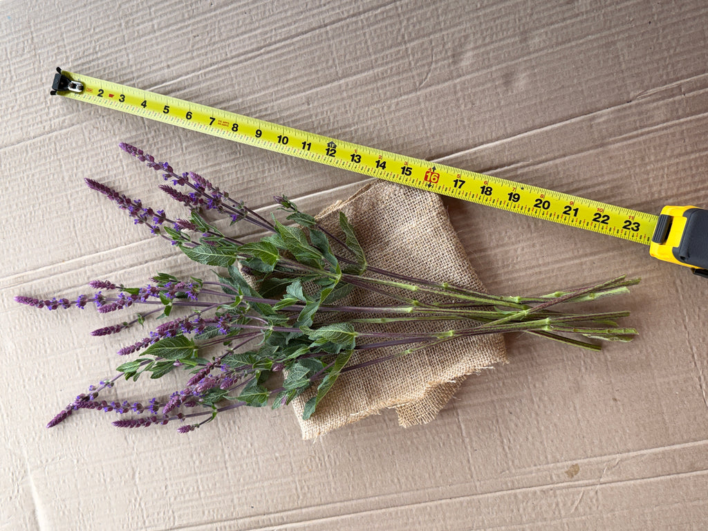 Salvia - Caradonna