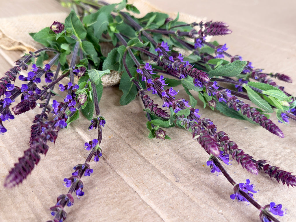 Salvia - Caradonna