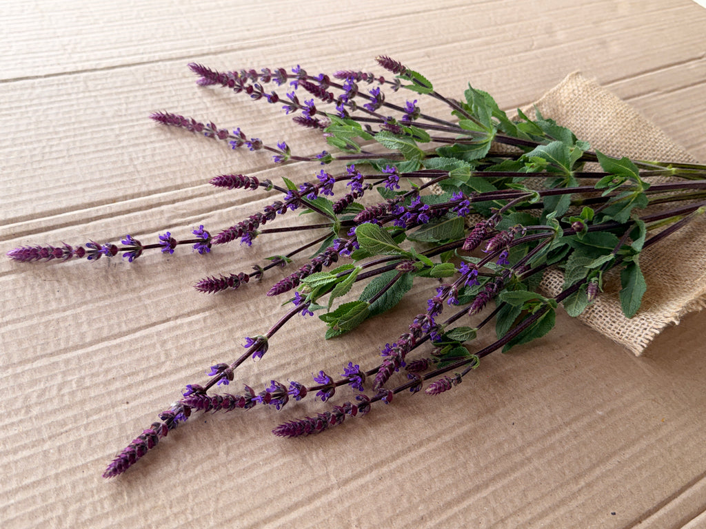 Salvia - Caradonna