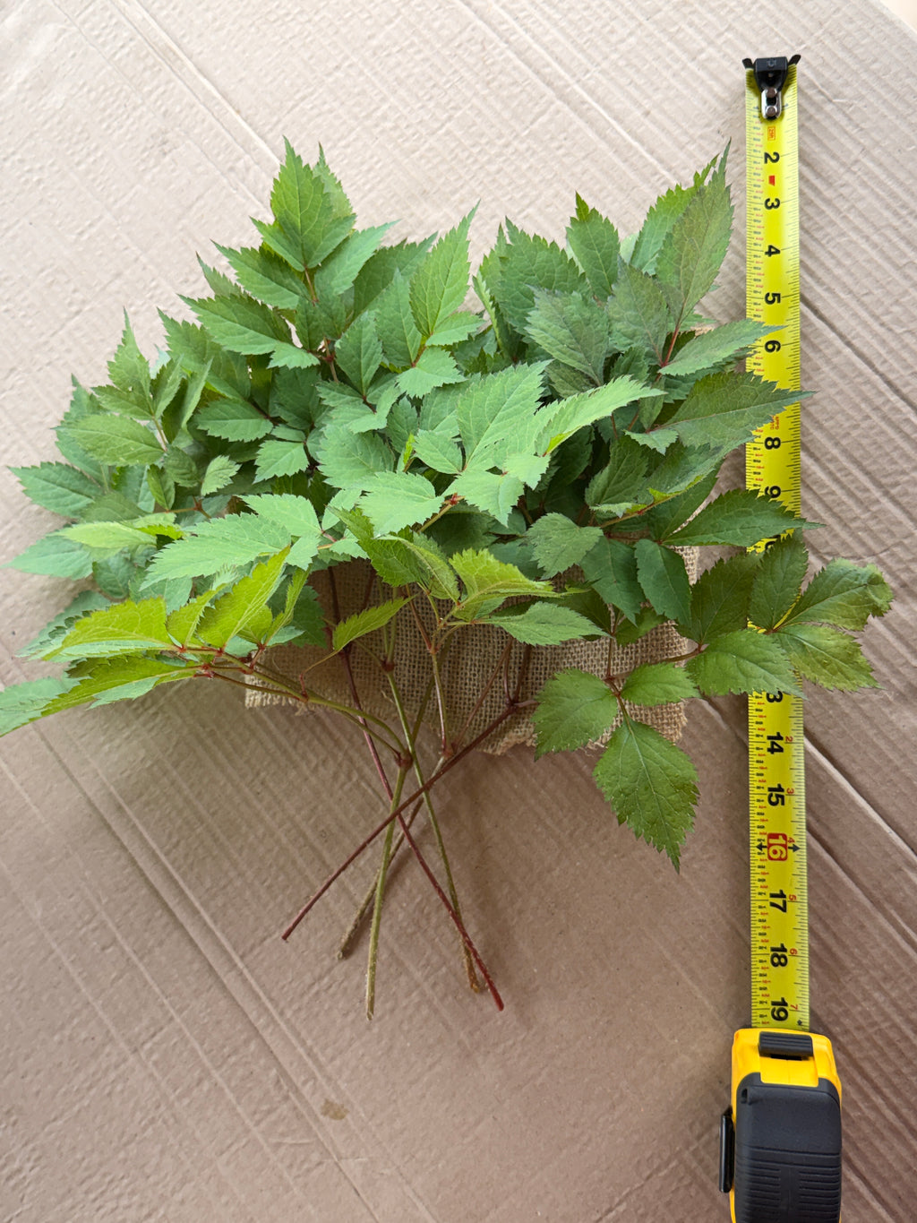 Astilbe Foliage