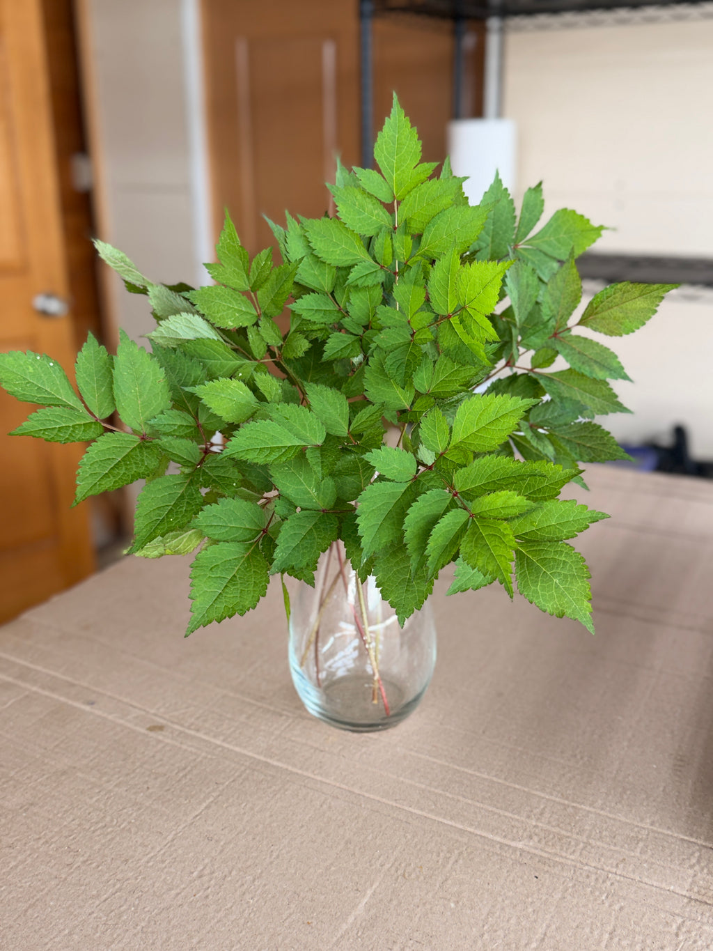 Astilbe Foliage