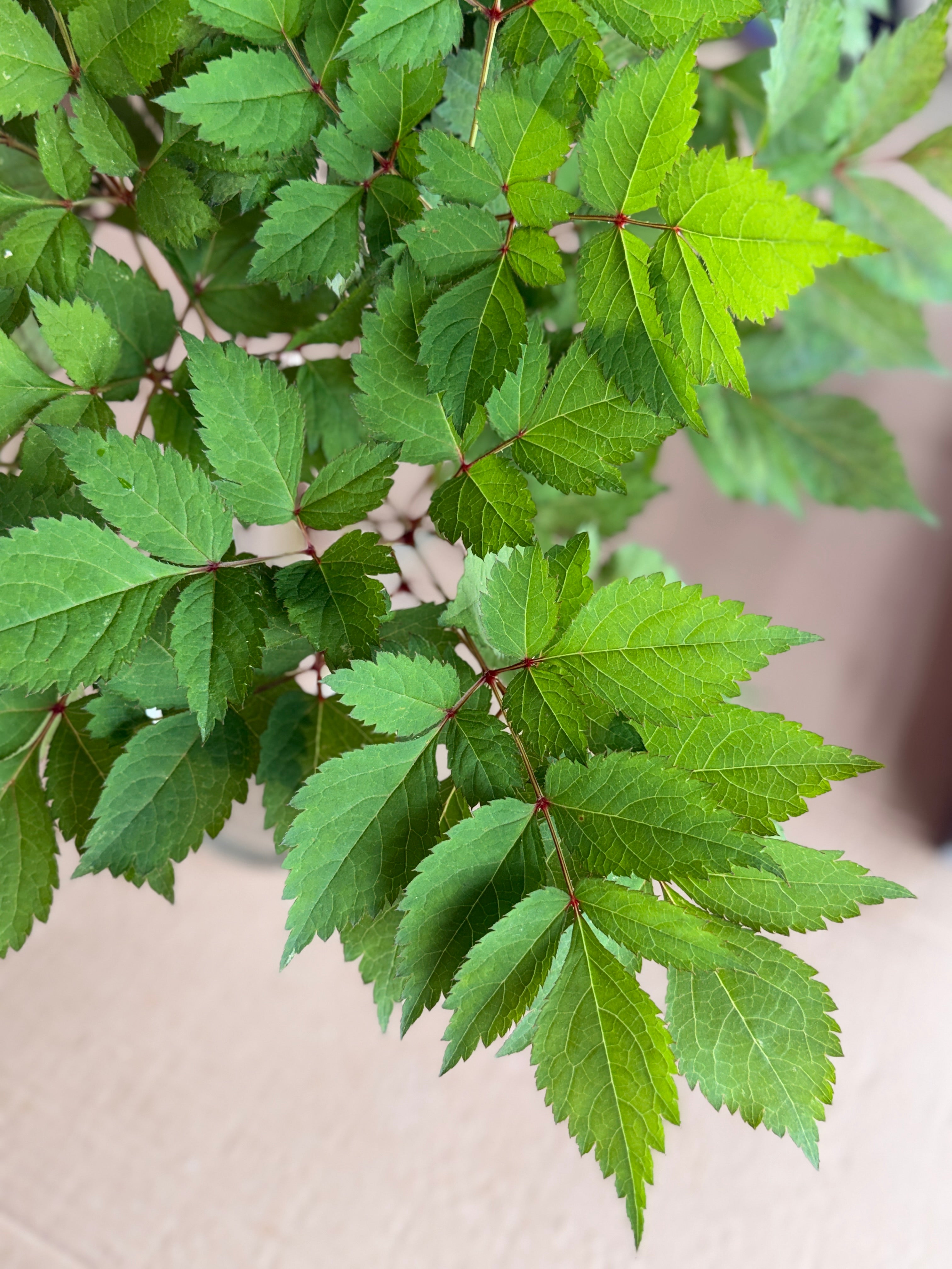 Astilbe Foliage