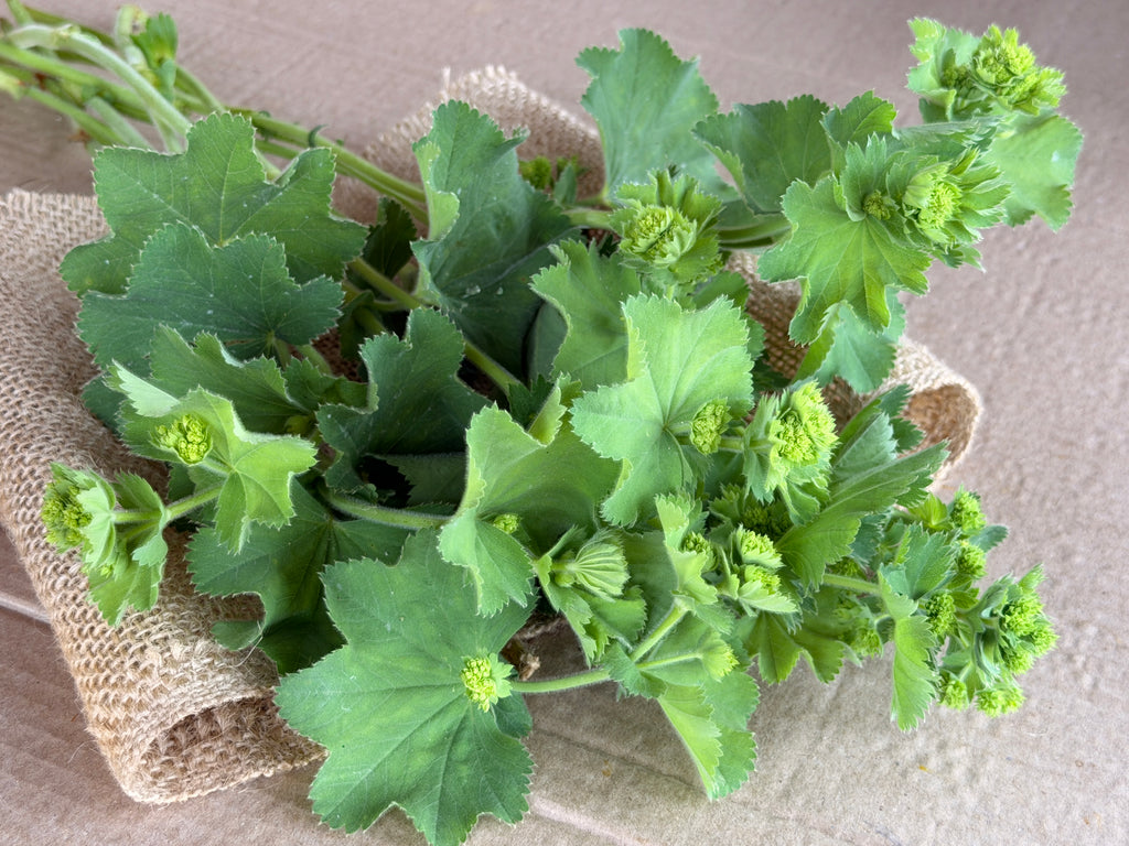 Lady's Mantle