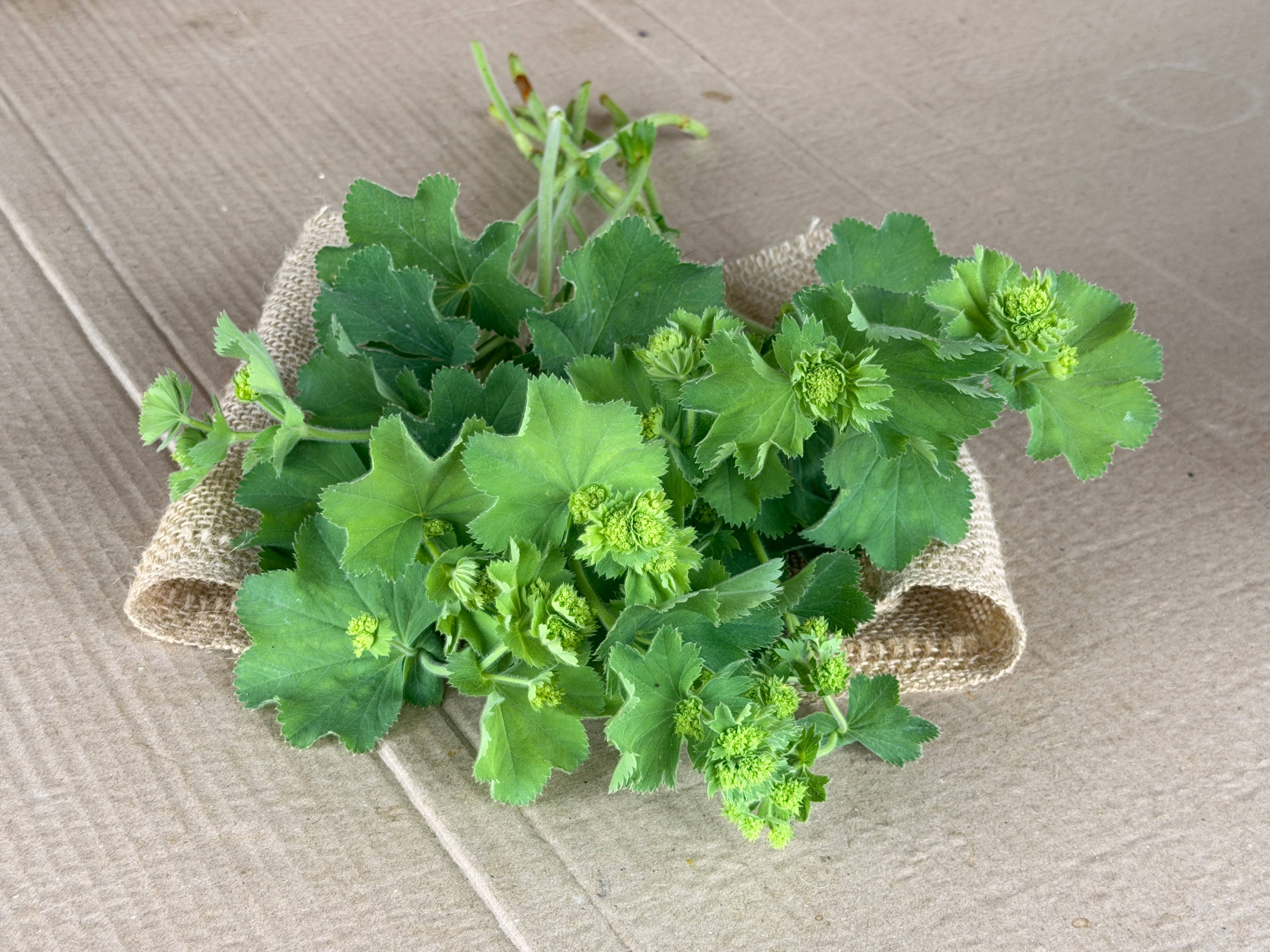 Lady's Mantle