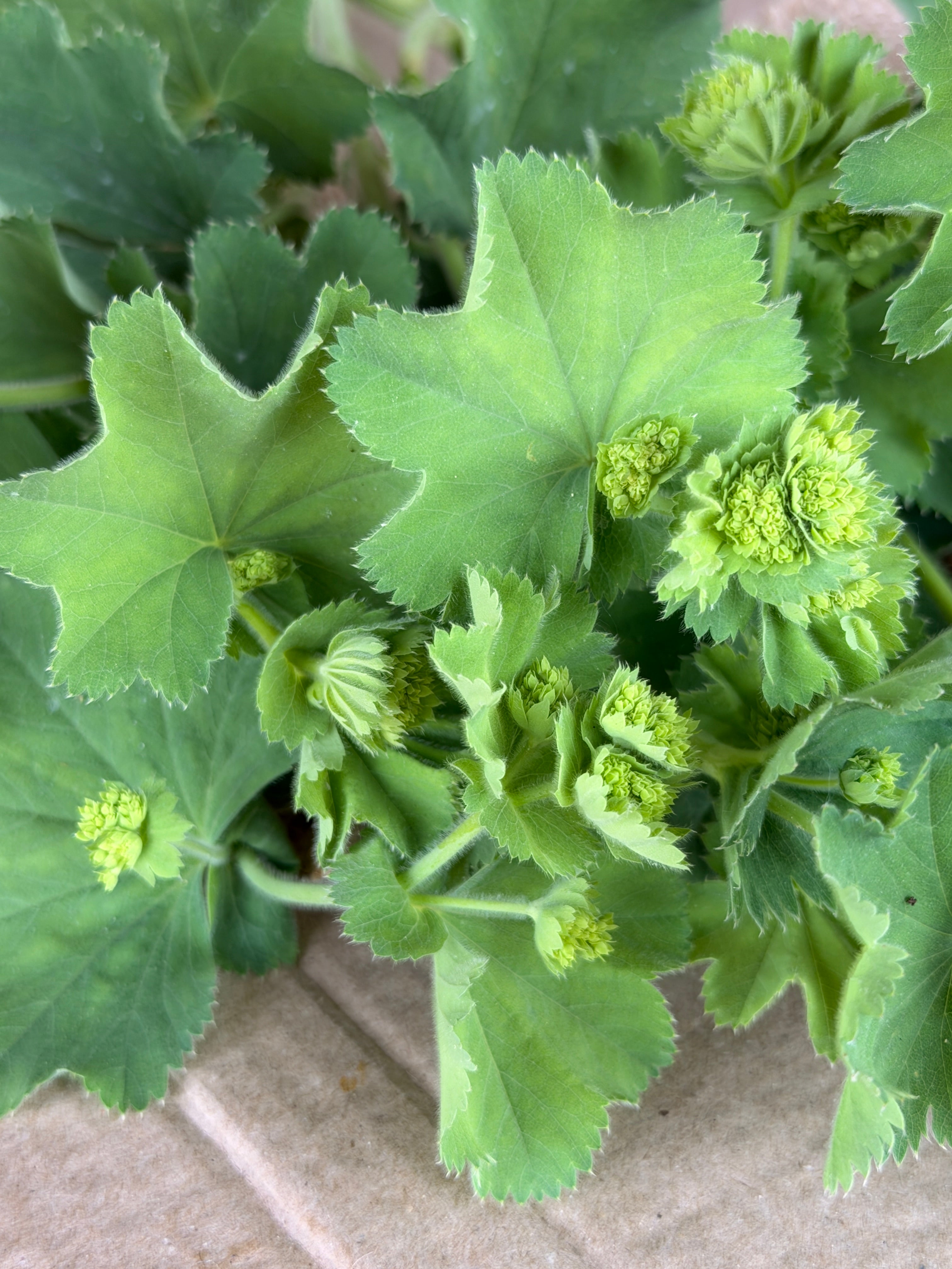 Lady's Mantle