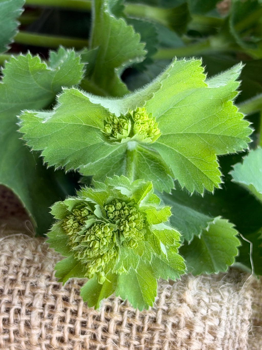 Lady's Mantle