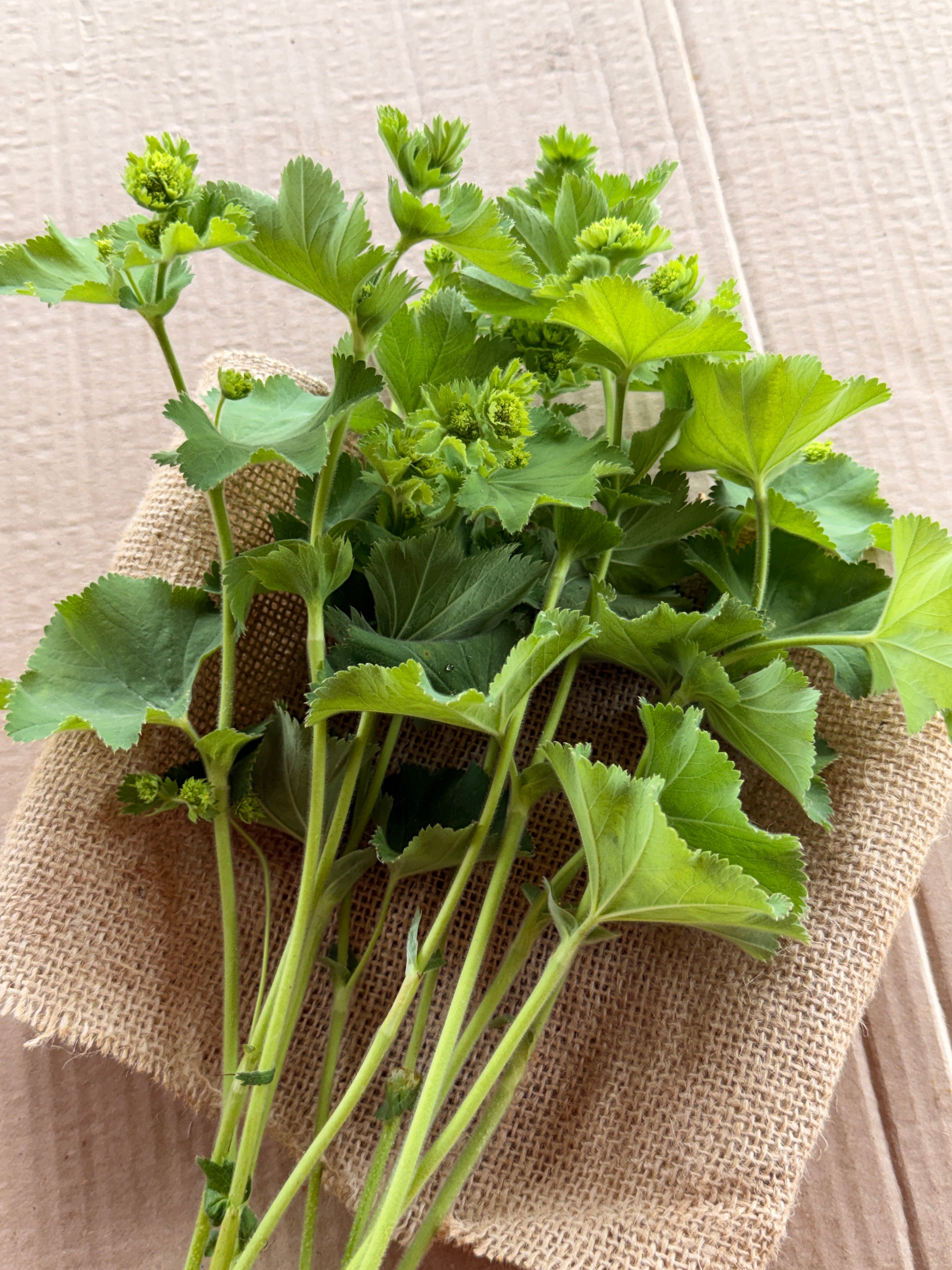 Lady's Mantle