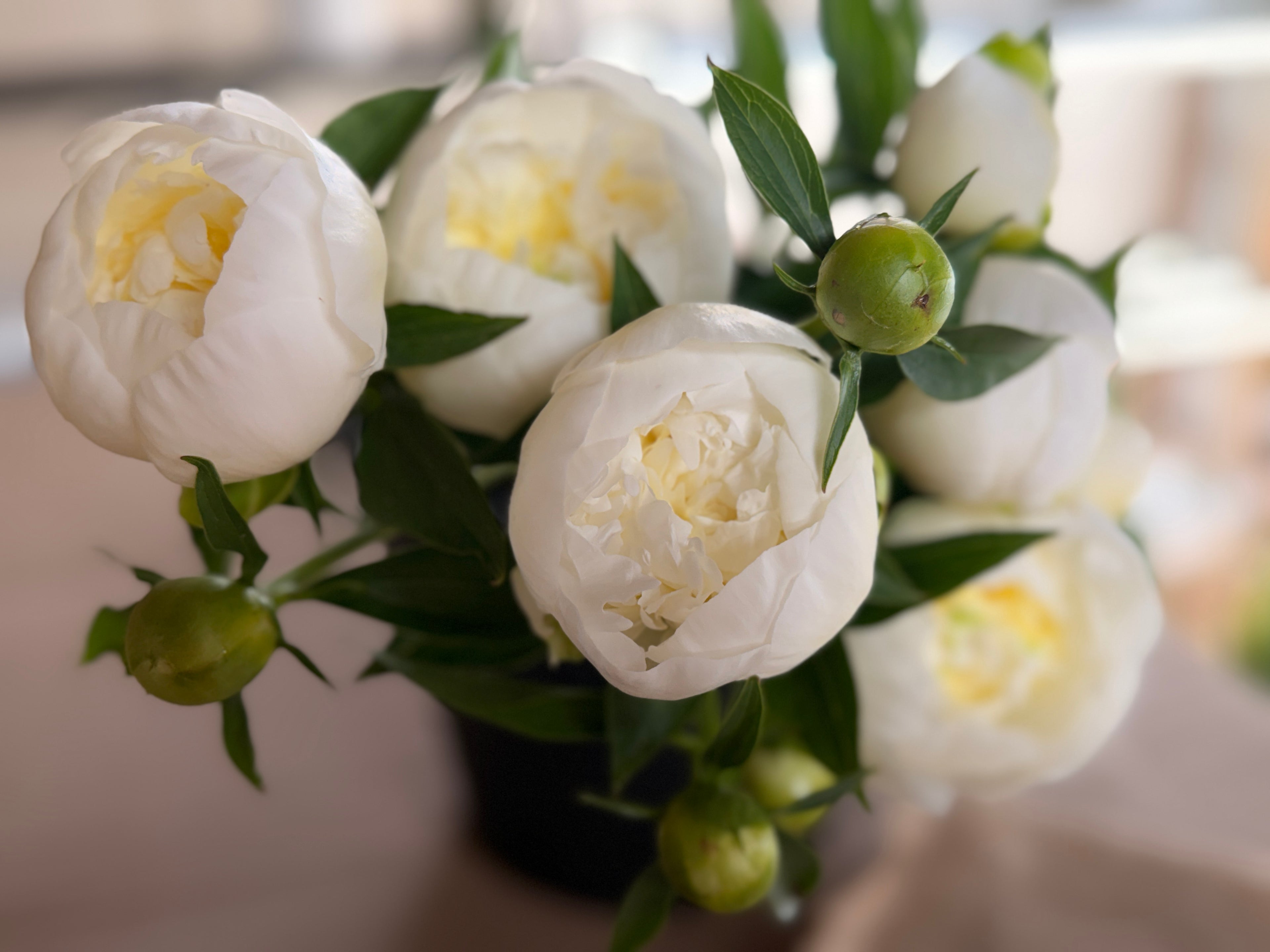 Peony - Duchesse De Nemours