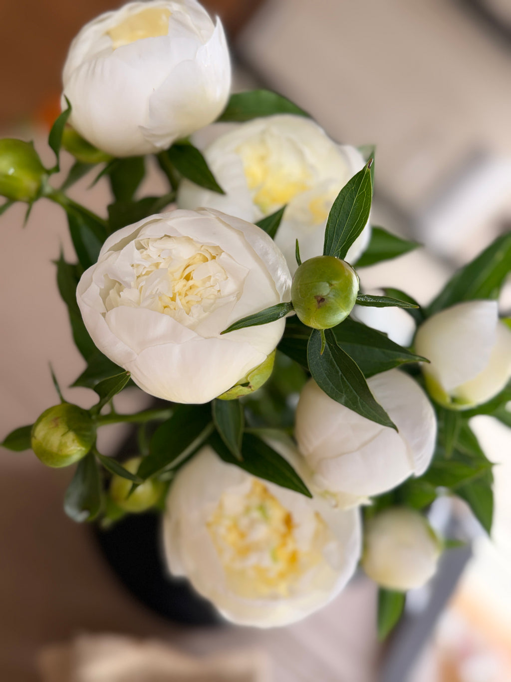Peony - Duchesse De Nemours