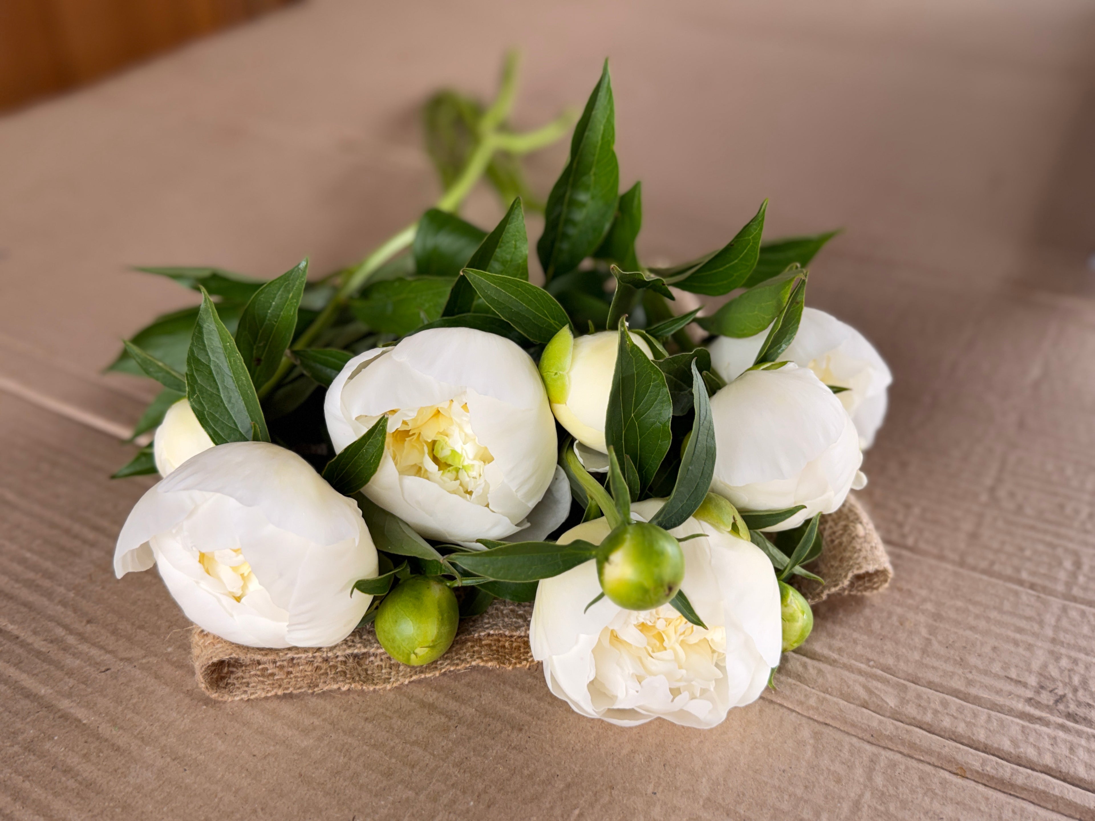 Peony - Duchesse De Nemours
