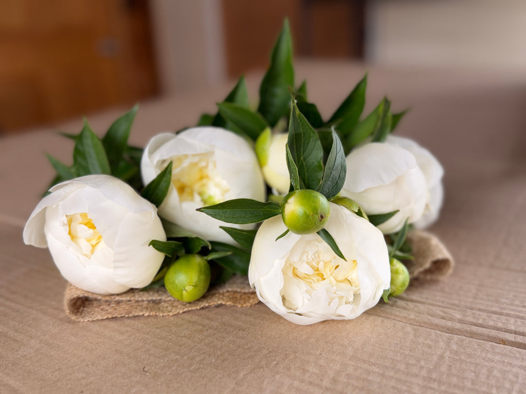 Peony - Duchesse De Nemours