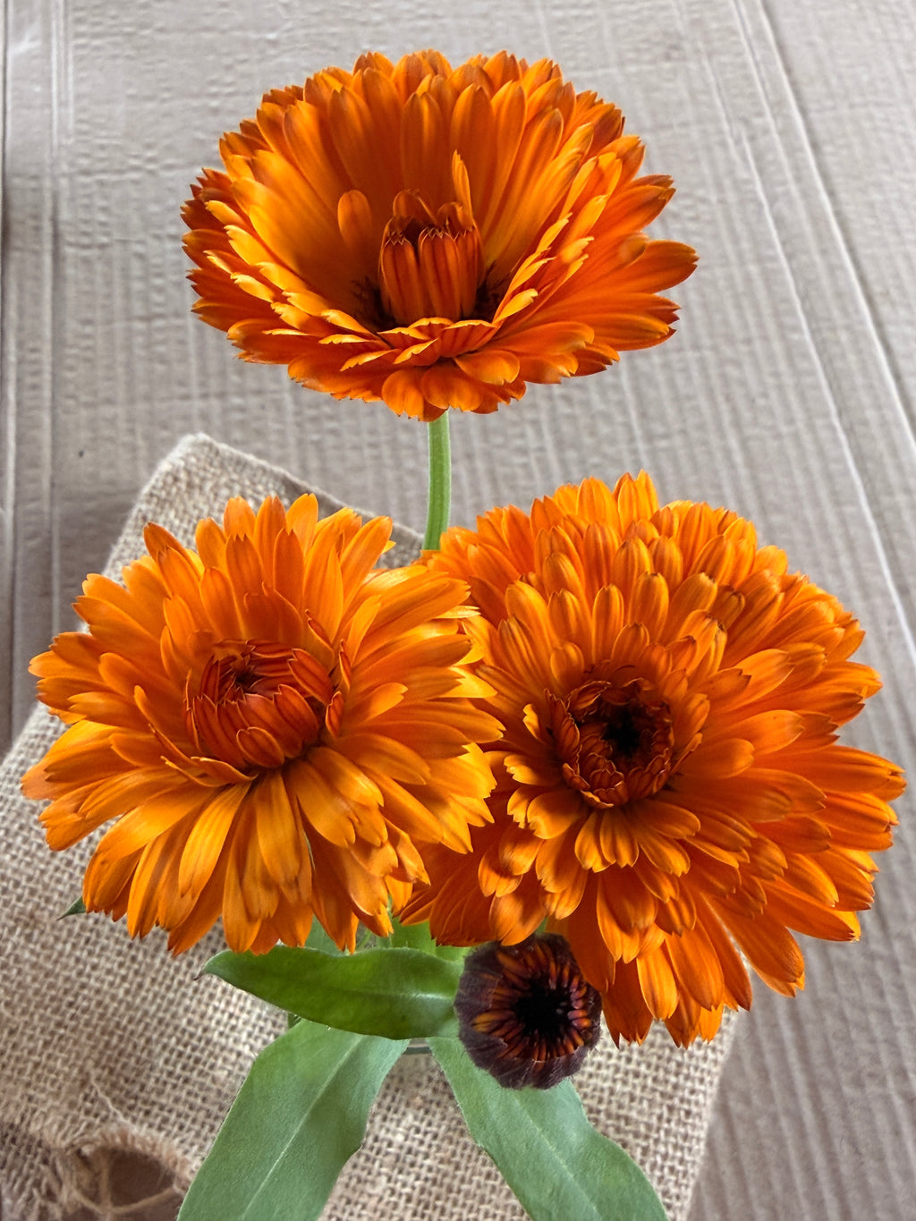 Calendula - Bronze/Orange