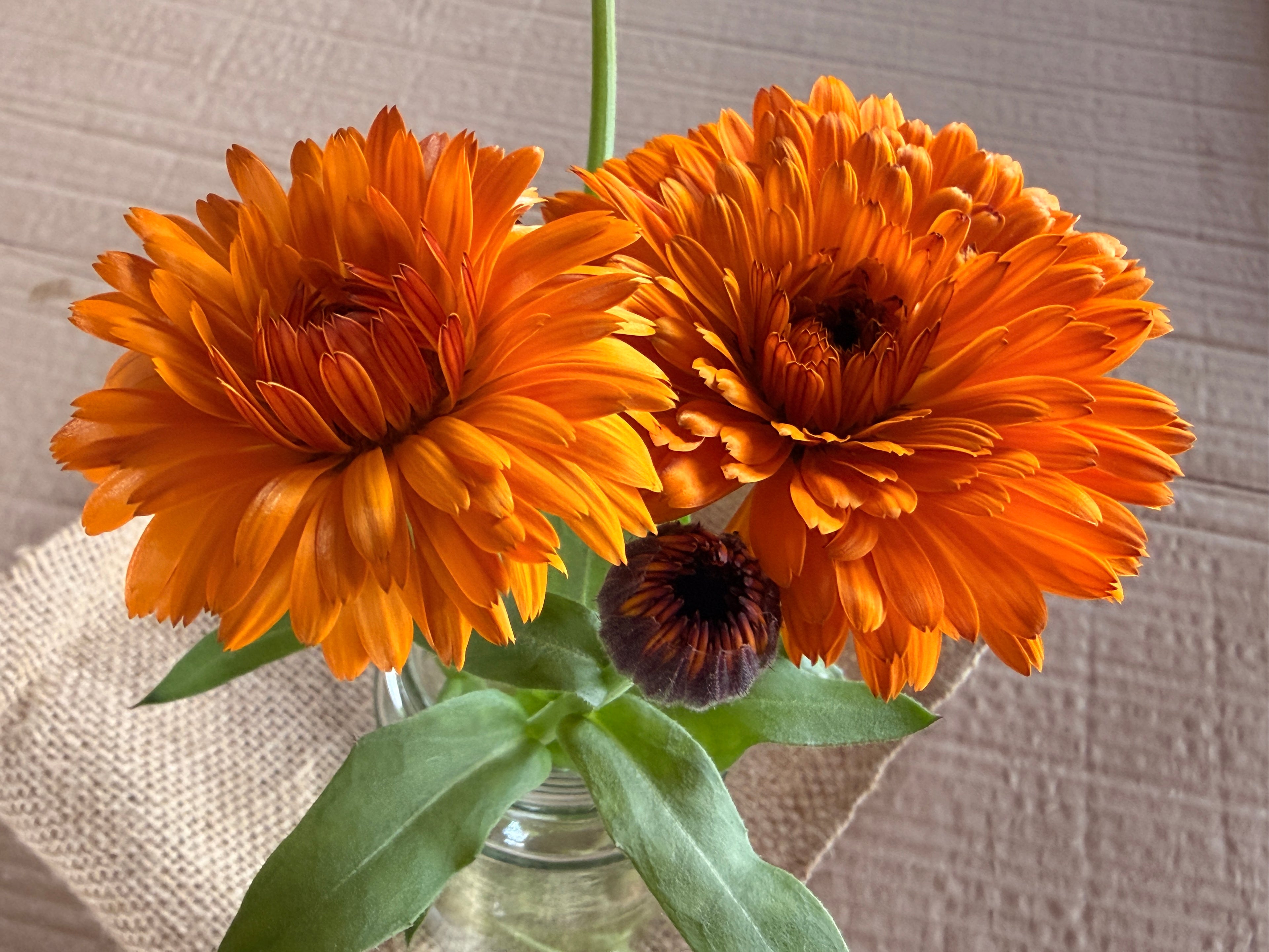 Calendula - Bronze/Orange