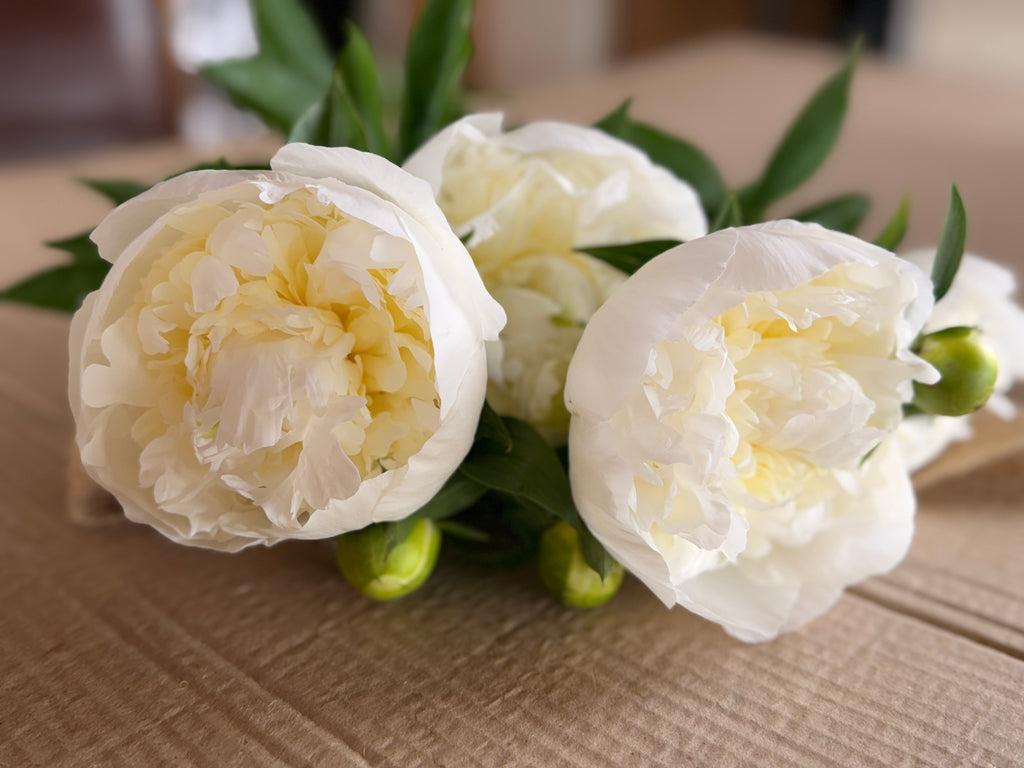 Peony - Duchesse De Nemours