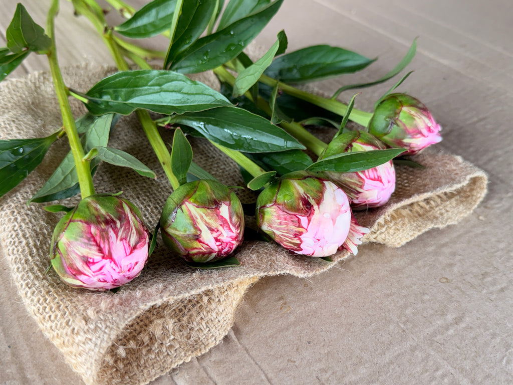 Peony - Sarah Bernhardt