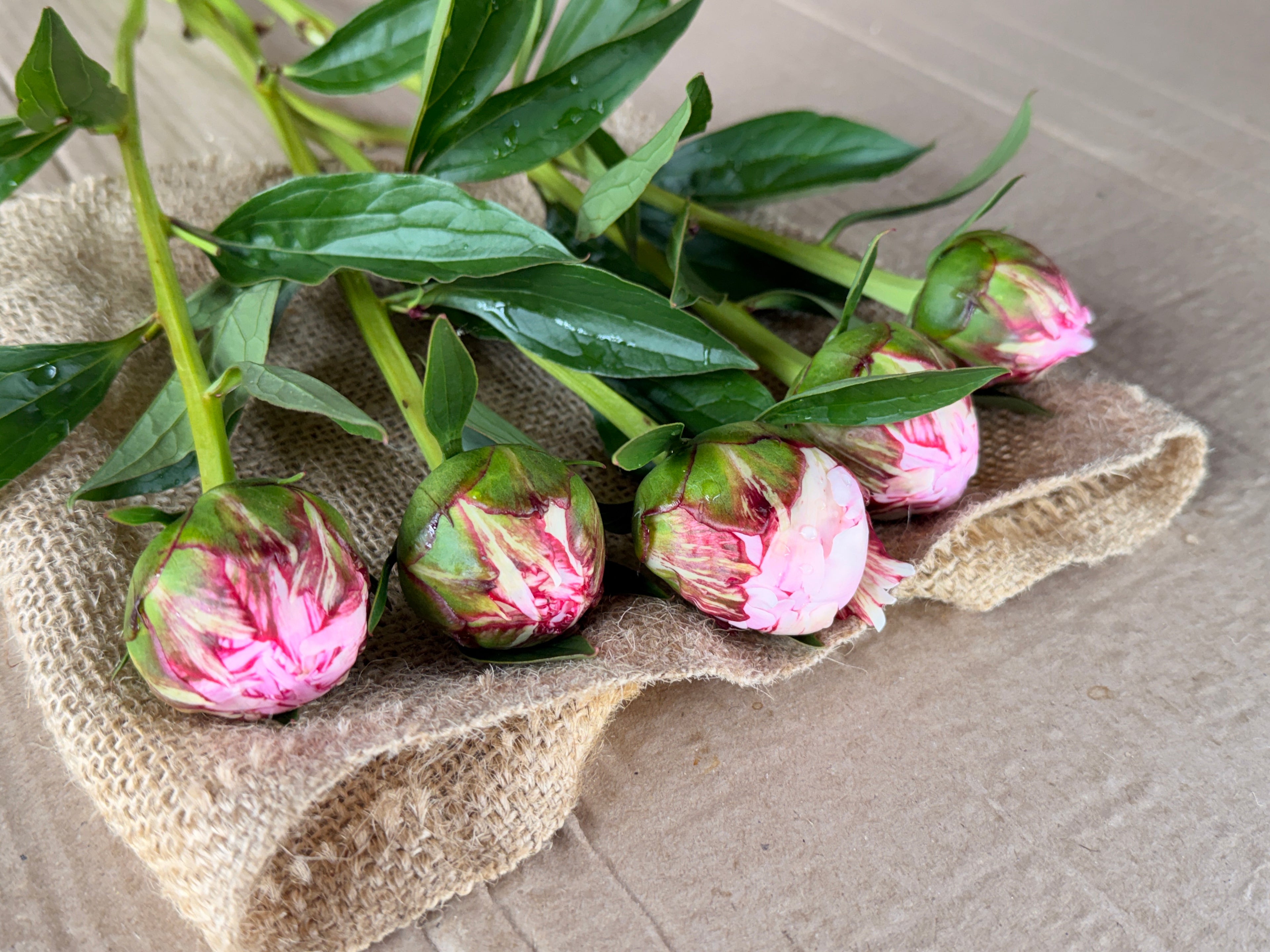 Peony - Sarah Bernhardt