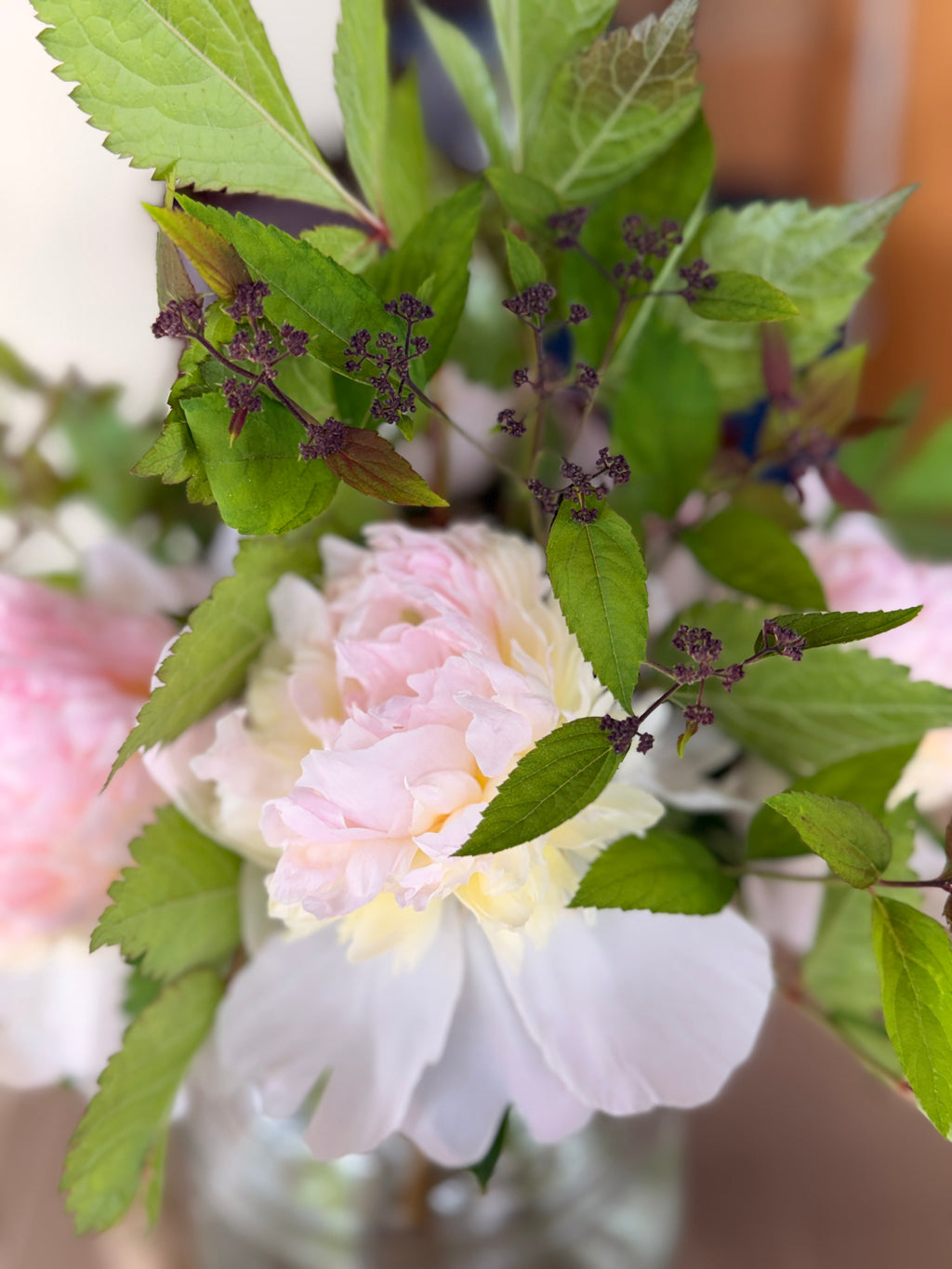 Spirea - Double Play Doozie
