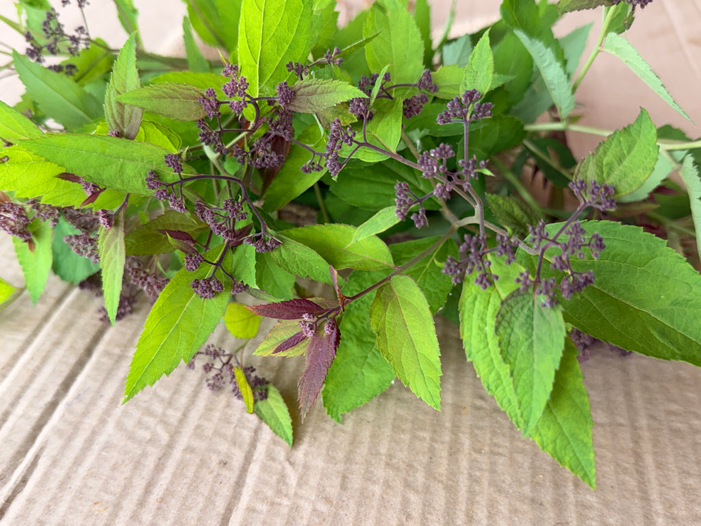 Spirea - Double Play Doozie