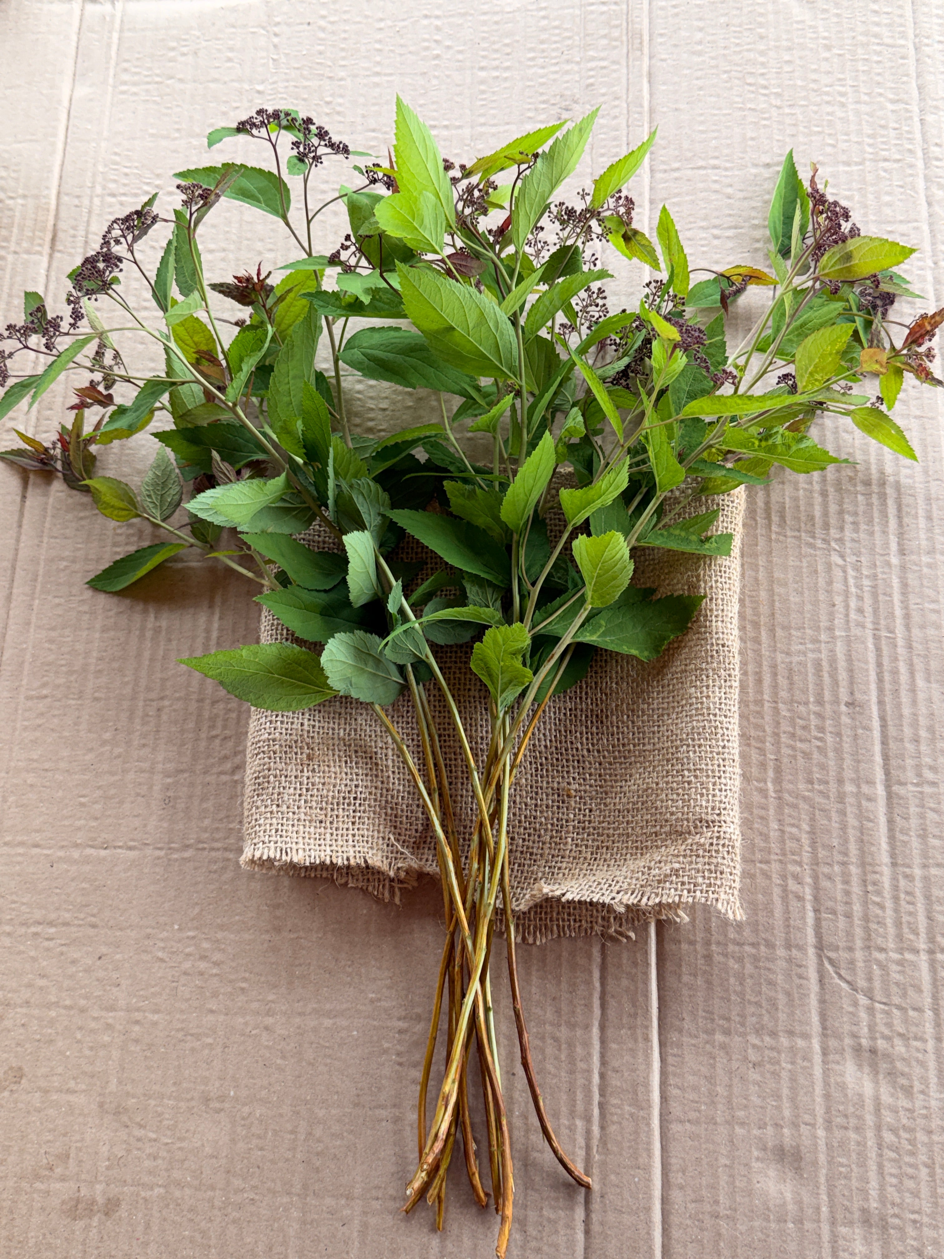 Spirea - Double Play Doozie