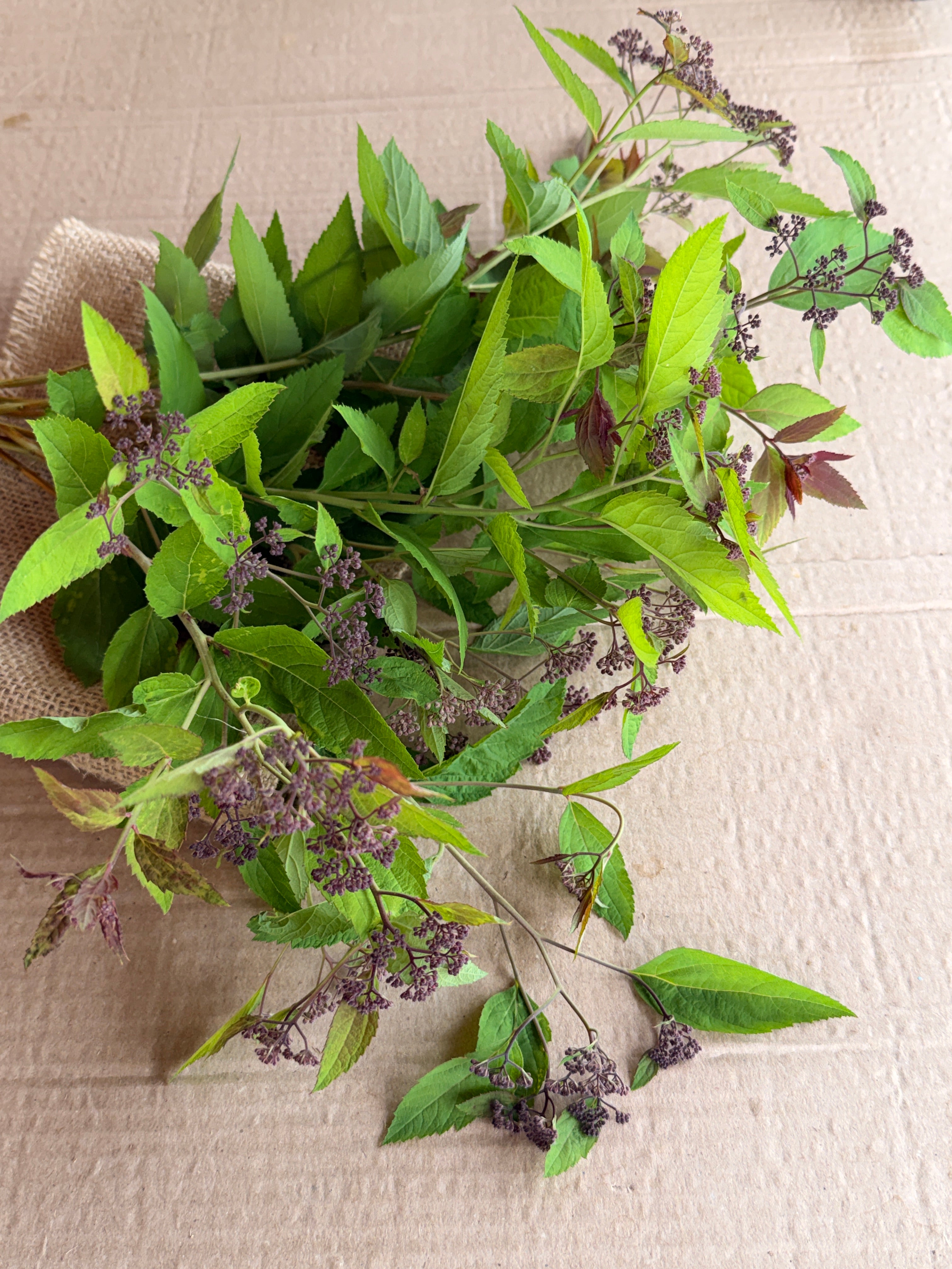 Spirea - Double Play Doozie