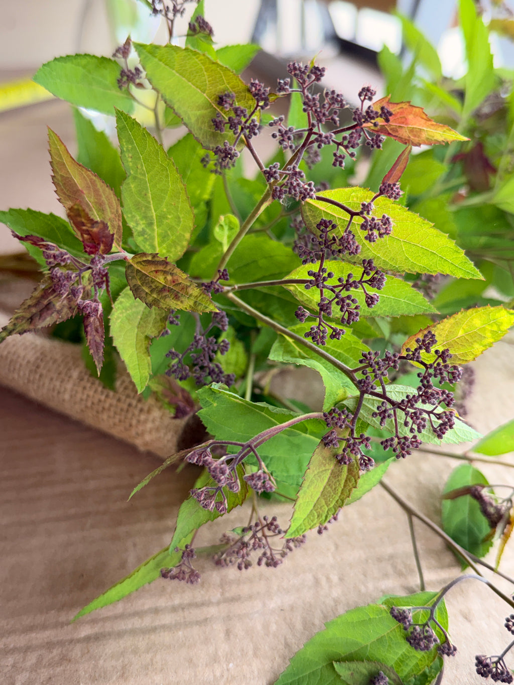 Spirea - Double Play Doozie