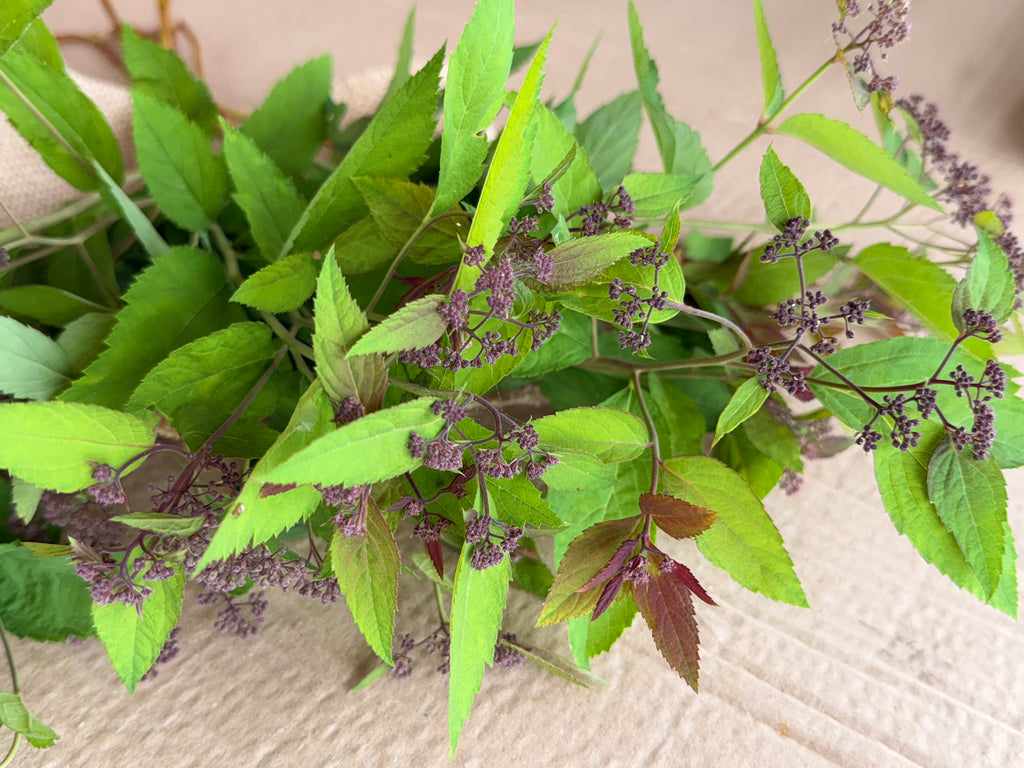 Spirea - Double Play Doozie