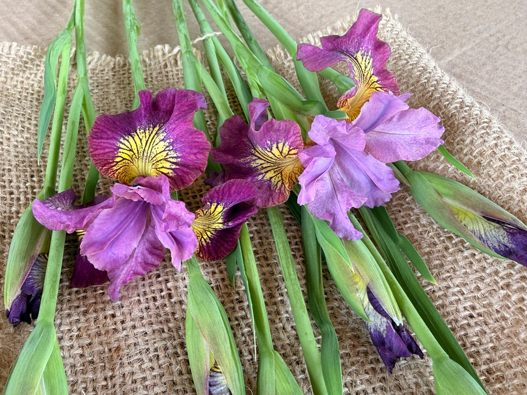 Iris (Siberian) - Miss Apple
