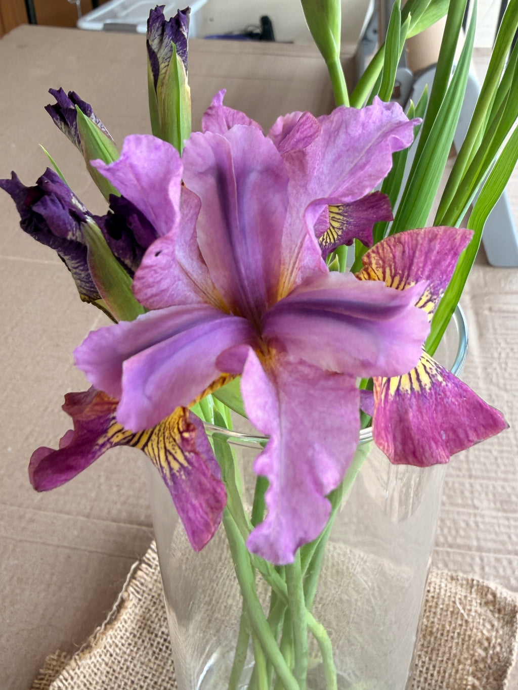 Iris (Siberian) - Miss Apple