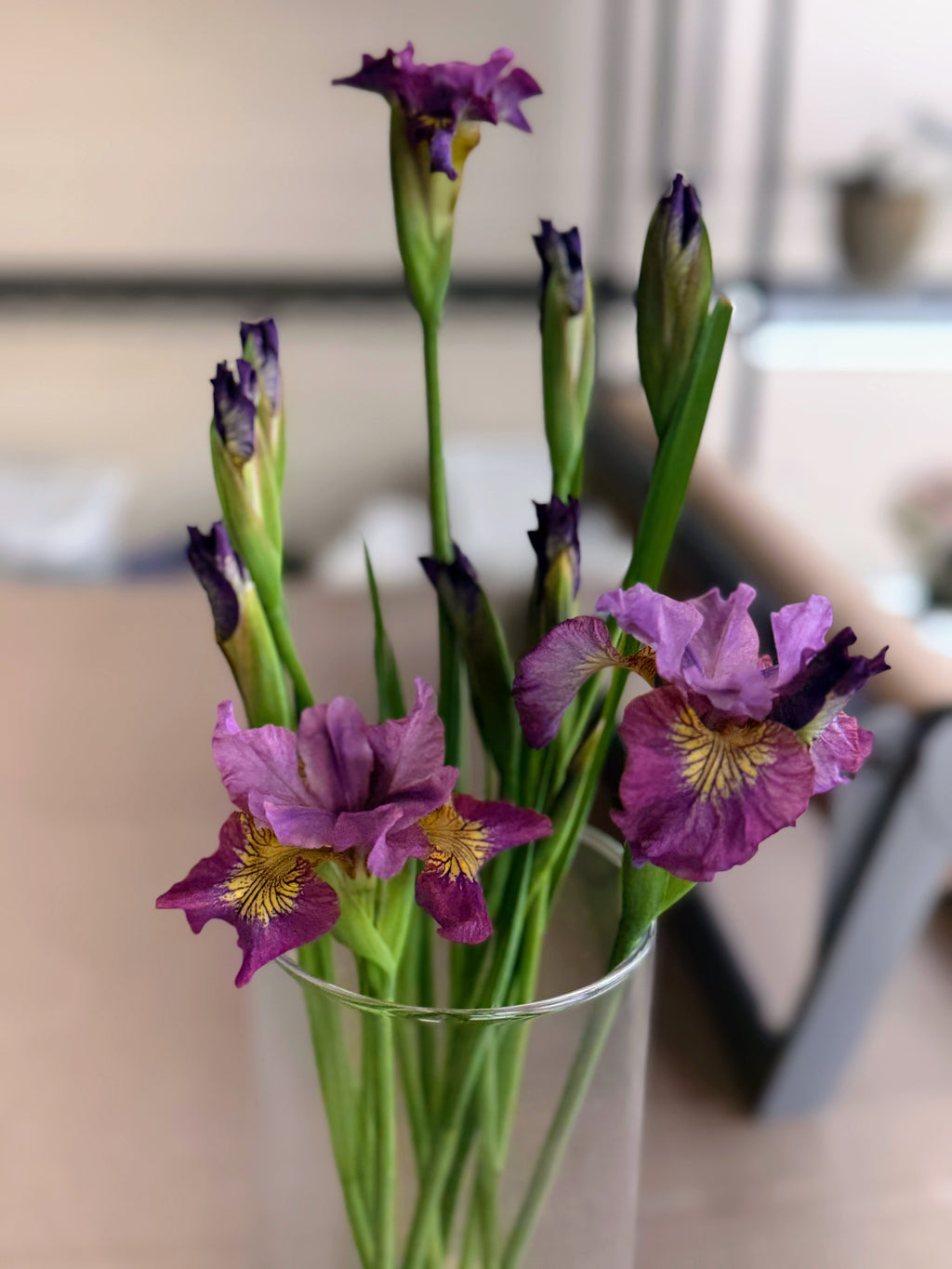Iris (Siberian) - Miss Apple