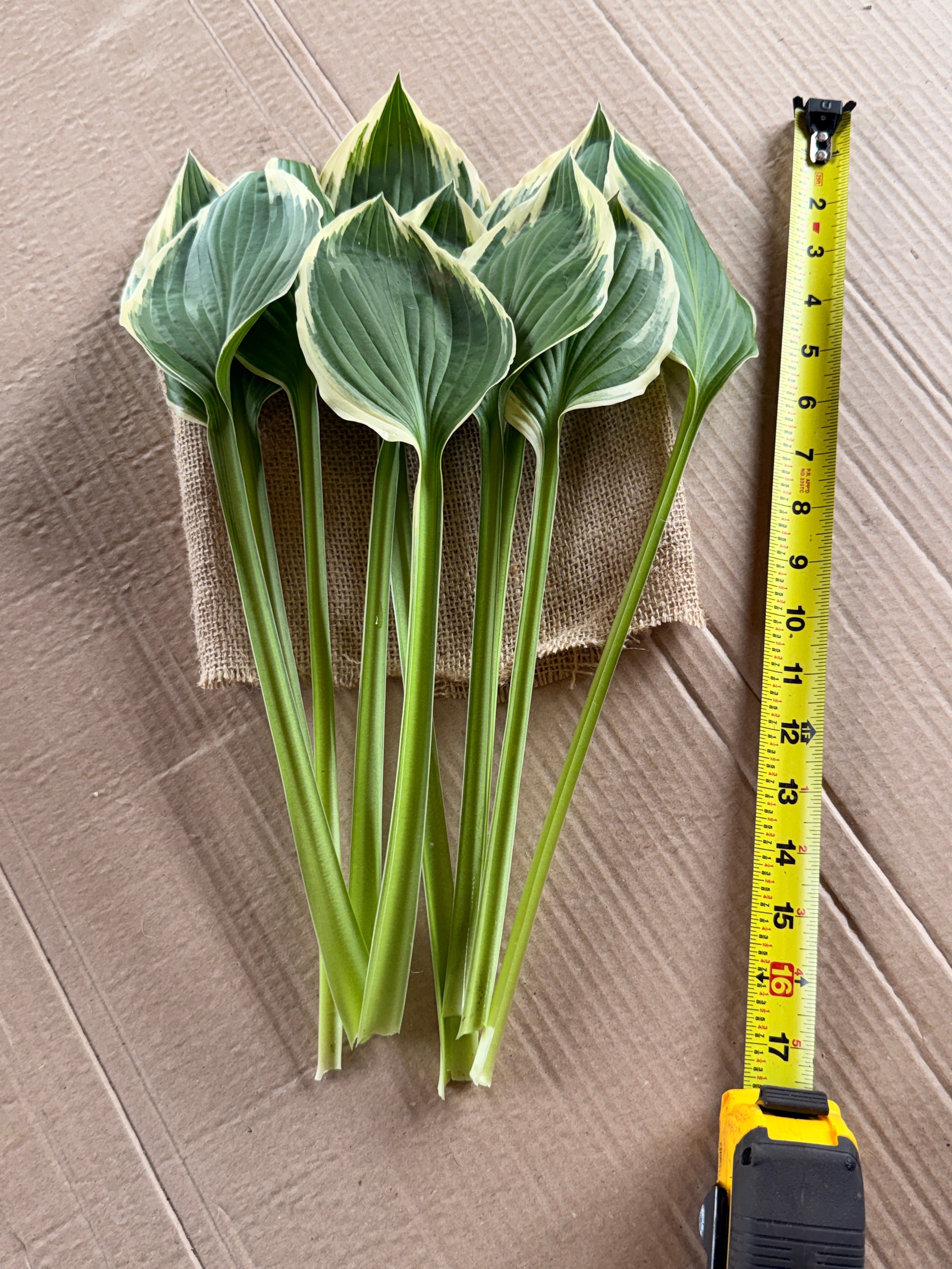 Hosta Foliage - Variegated