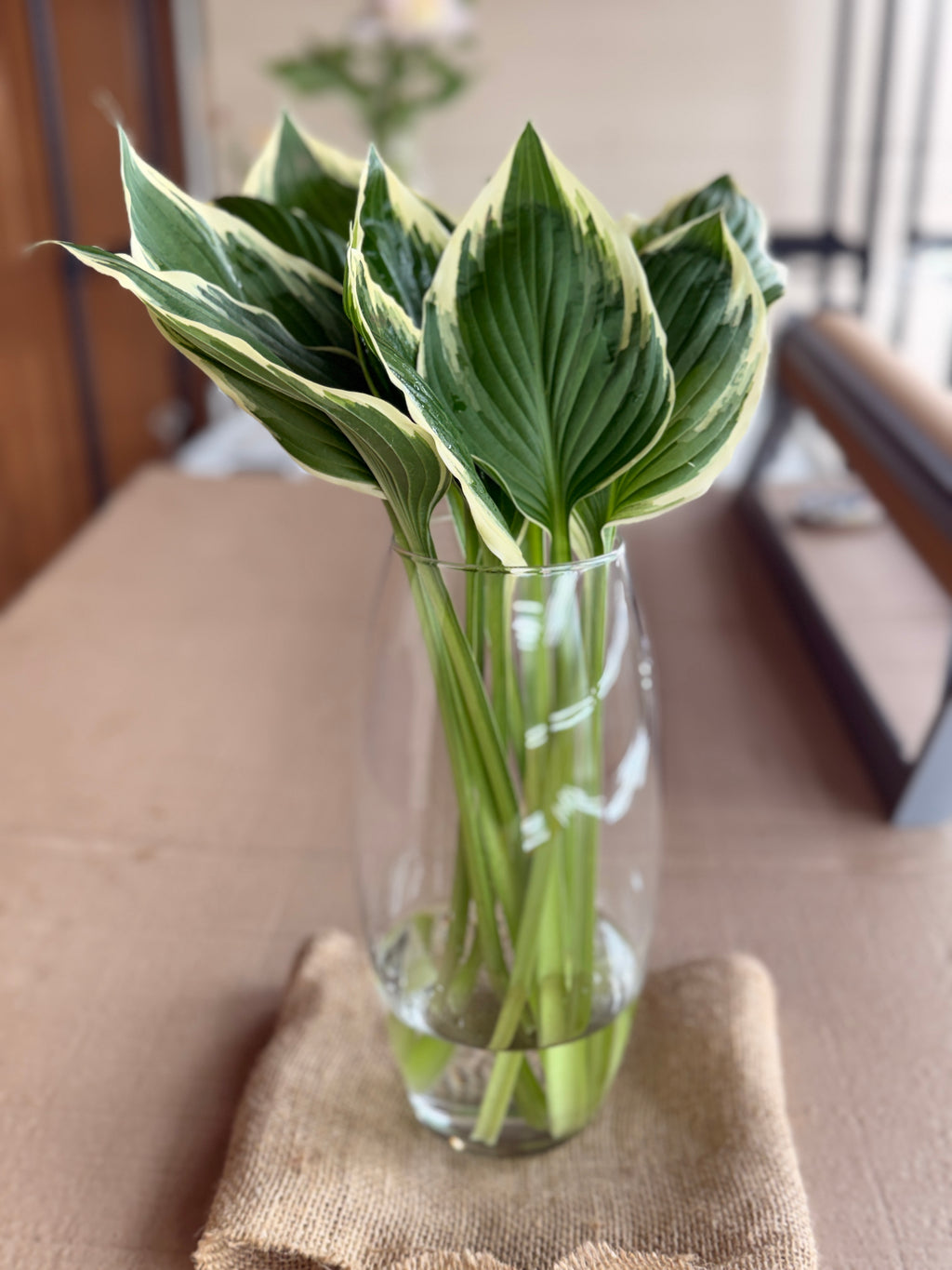 Hosta Foliage - Variegated