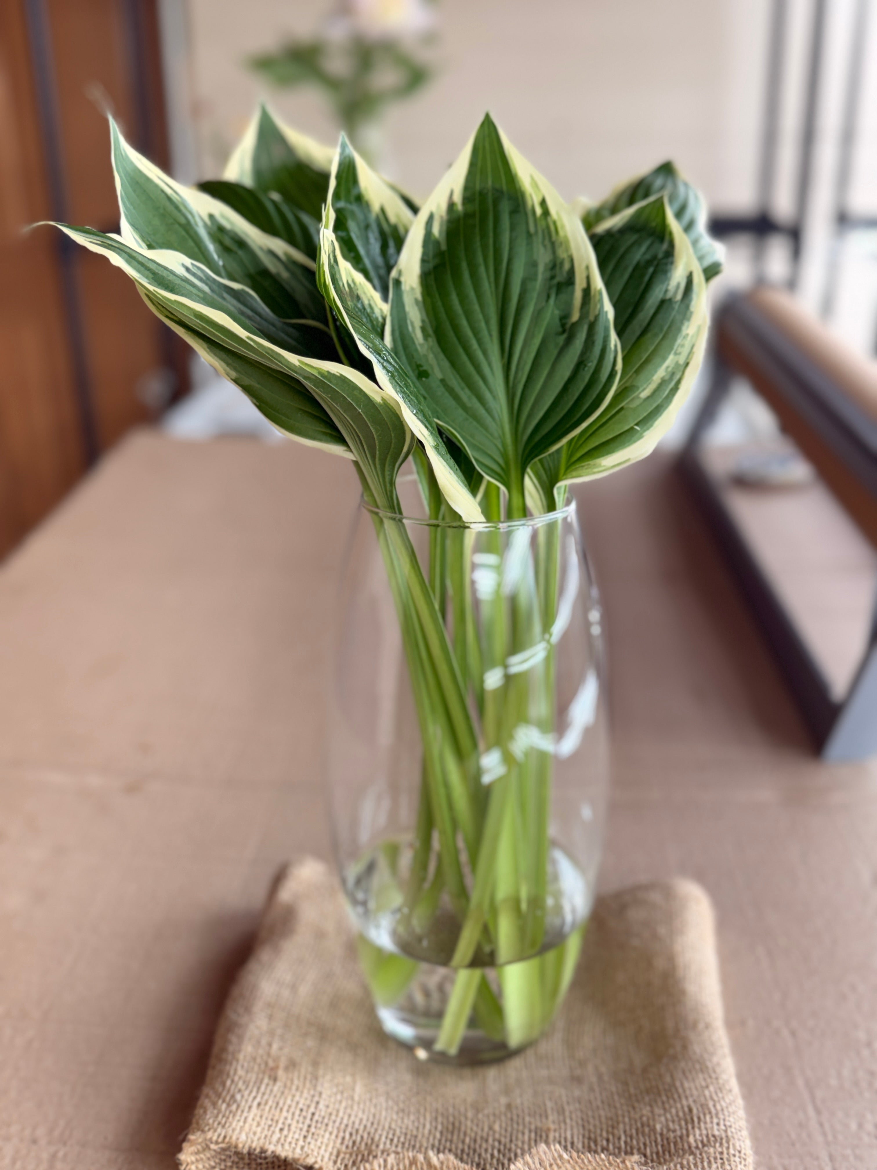 Hosta Foliage - Variegated