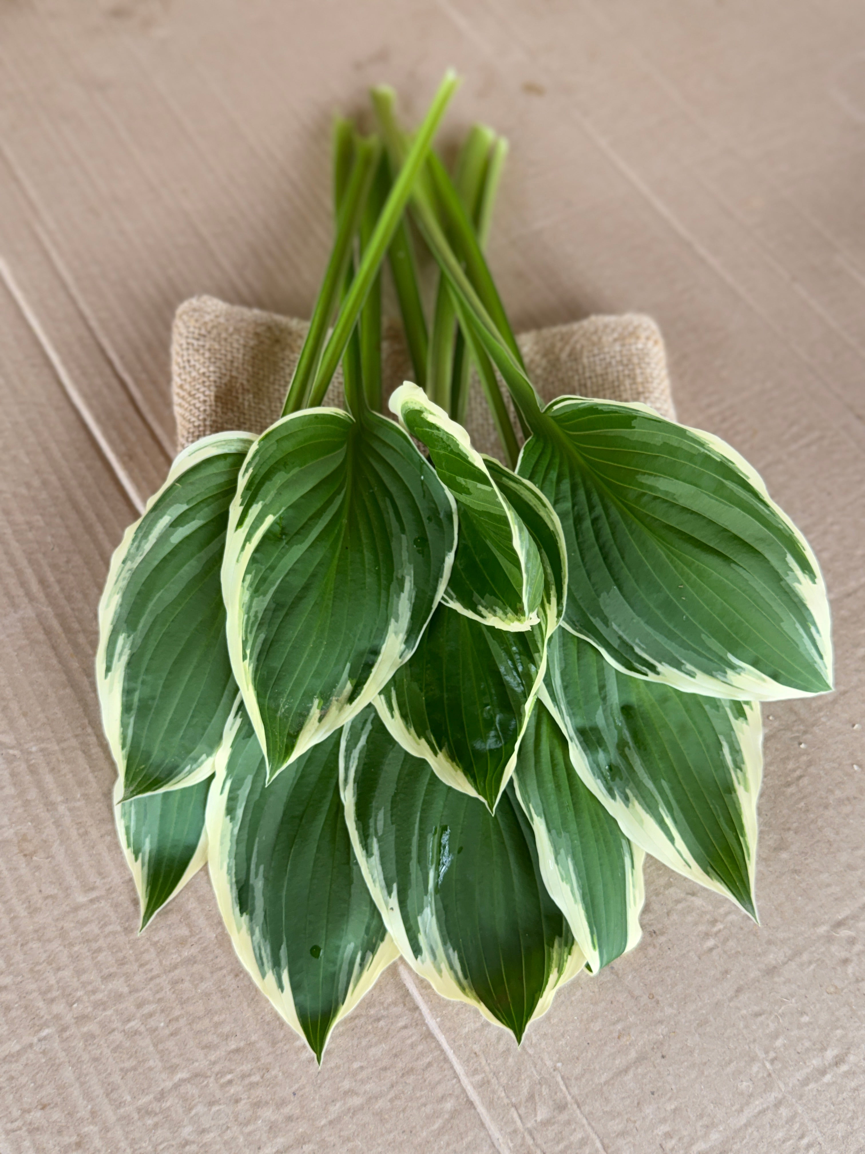 Hosta Foliage - Variegated