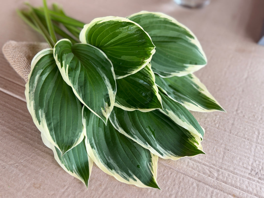 Hosta Foliage - Variegated