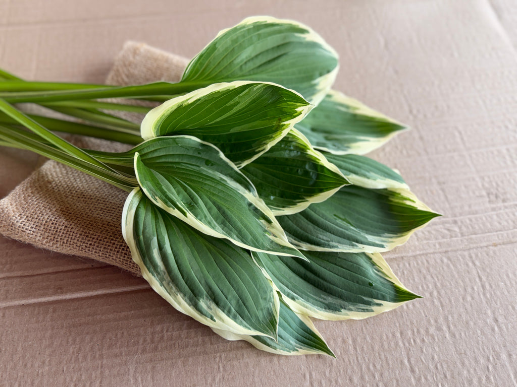 Hosta Foliage - Variegated