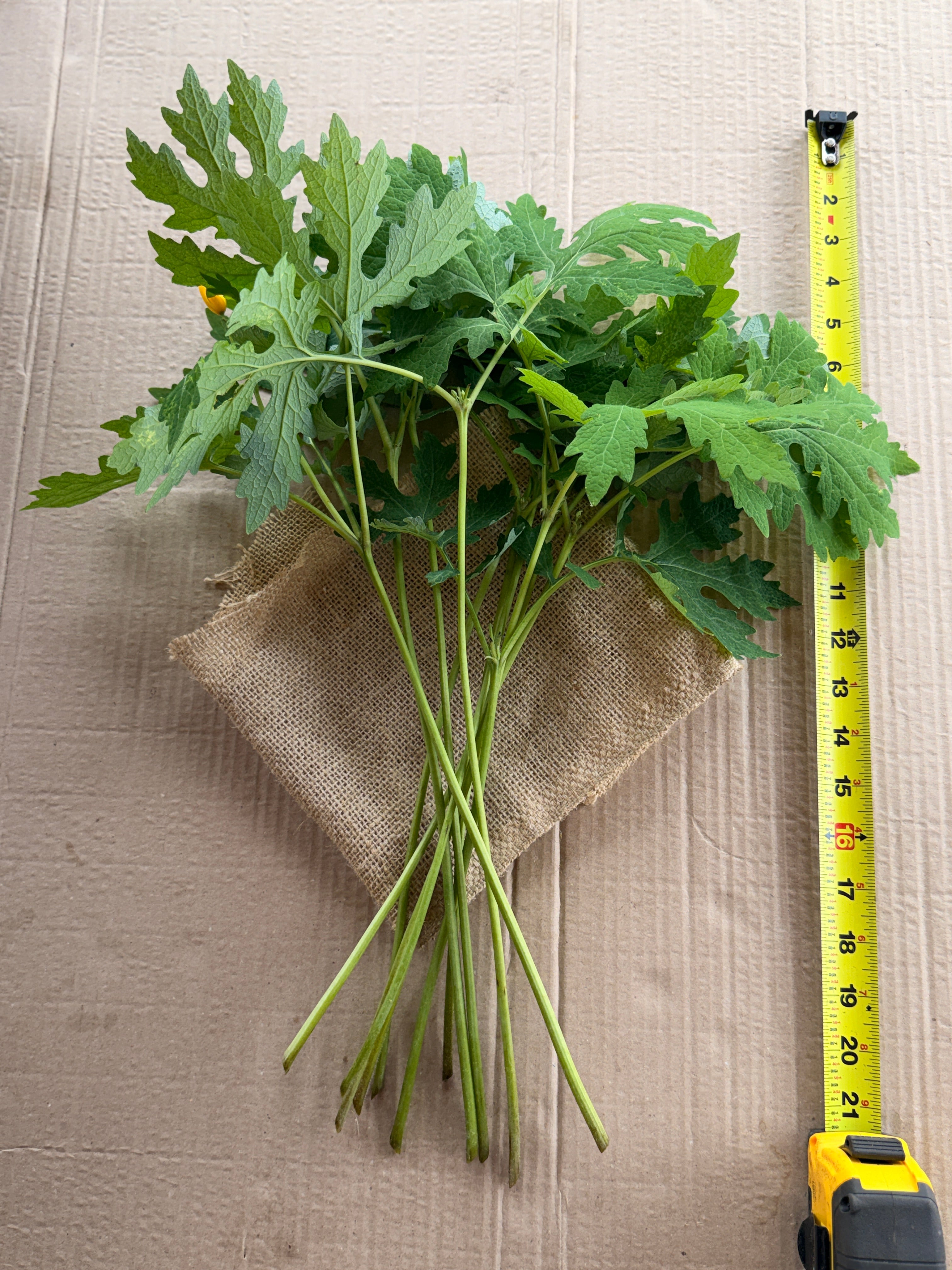 Woodland Poppy Foliage