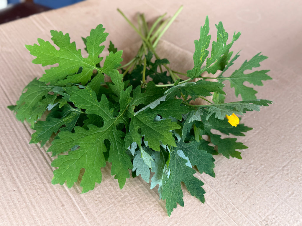 Woodland Poppy Foliage