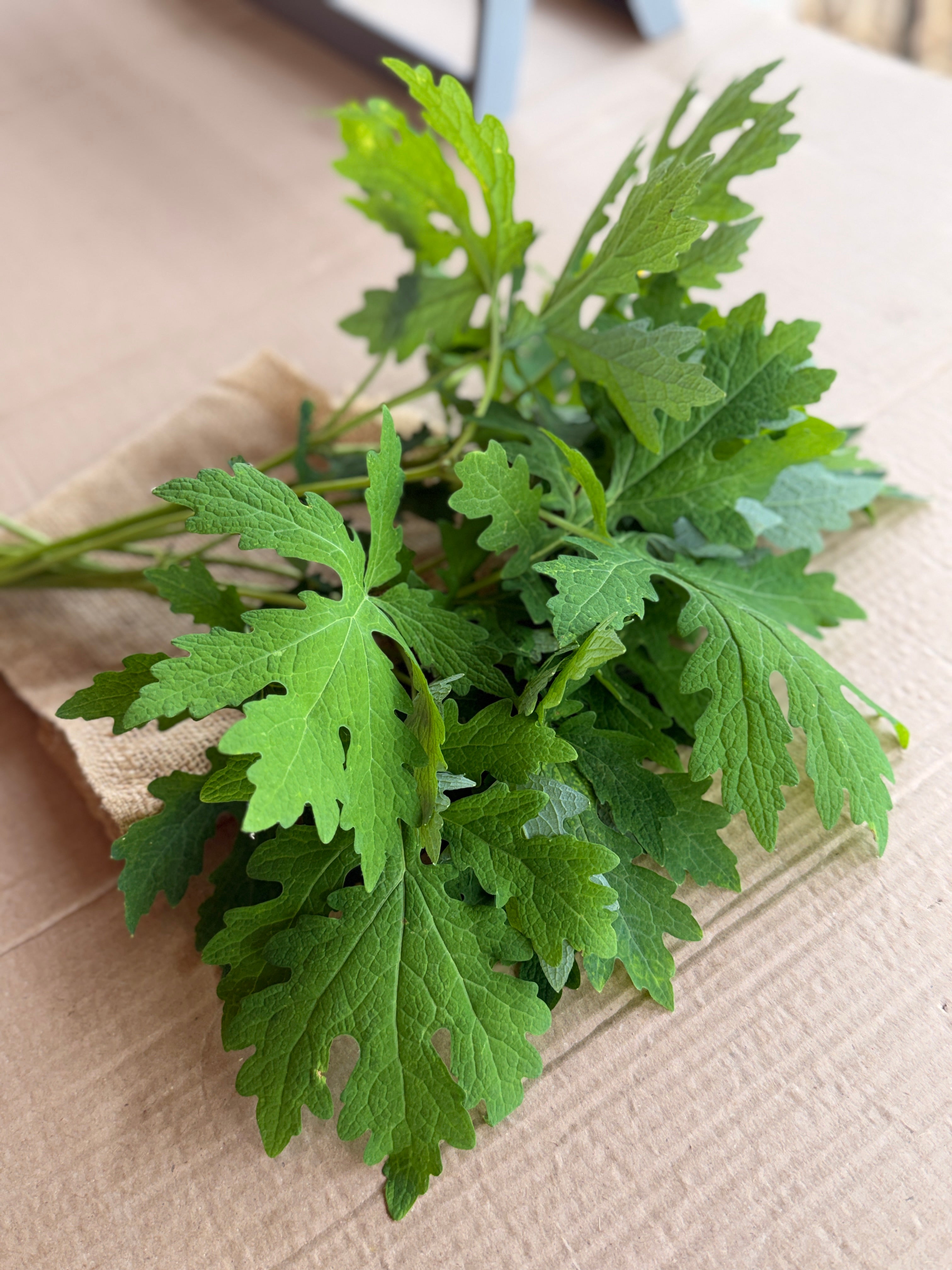 Woodland Poppy Foliage