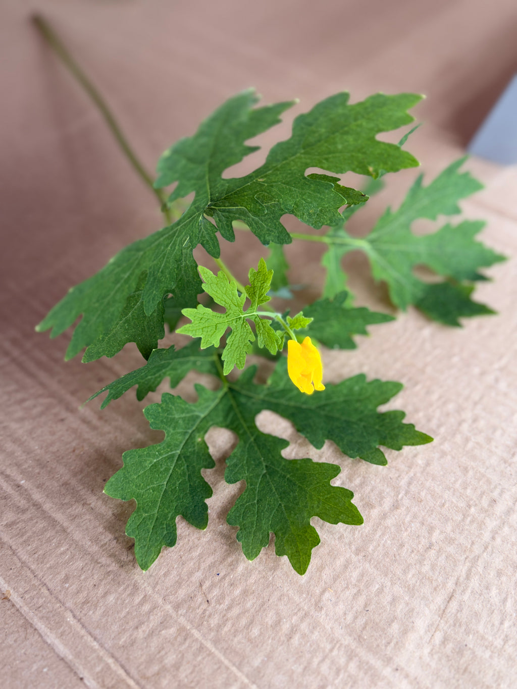 Woodland Poppy Foliage
