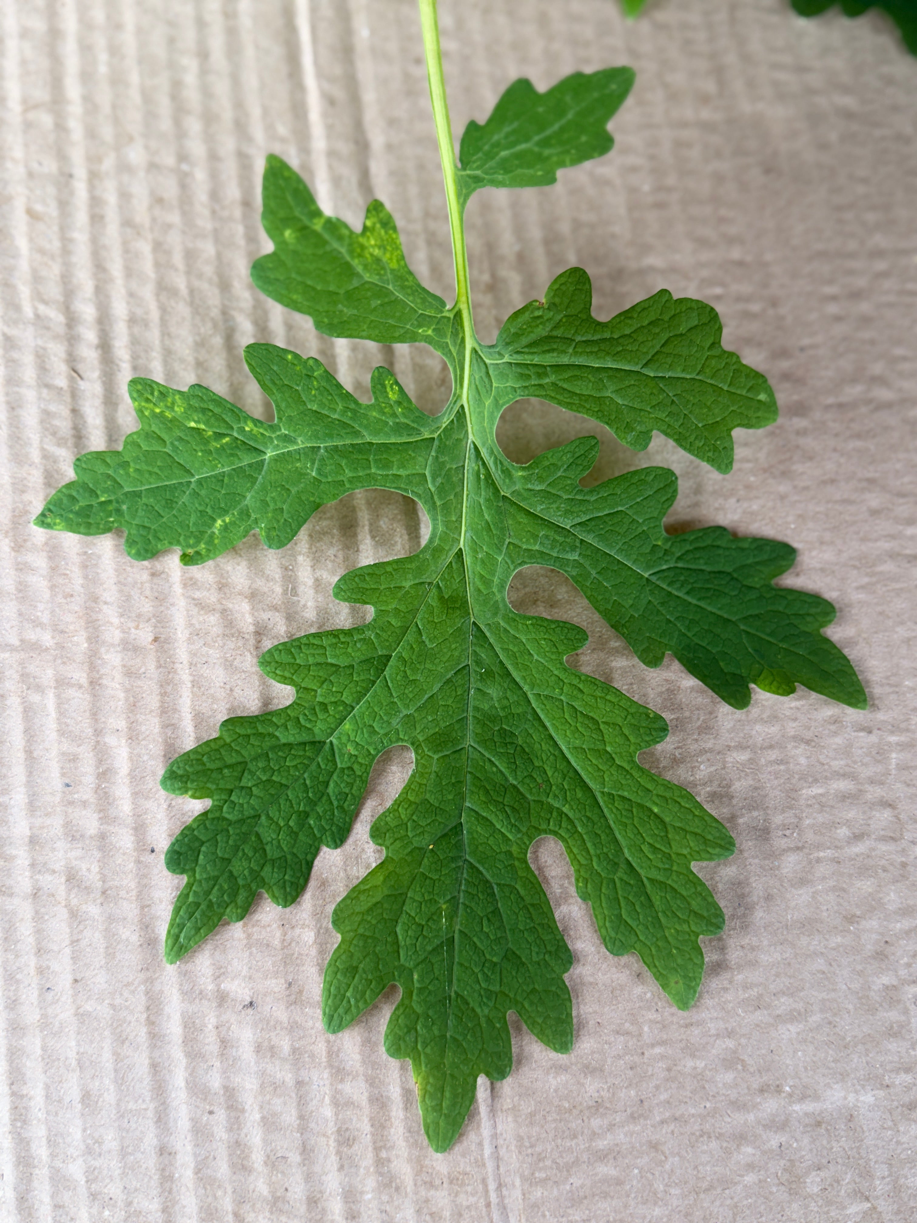 Woodland Poppy Foliage