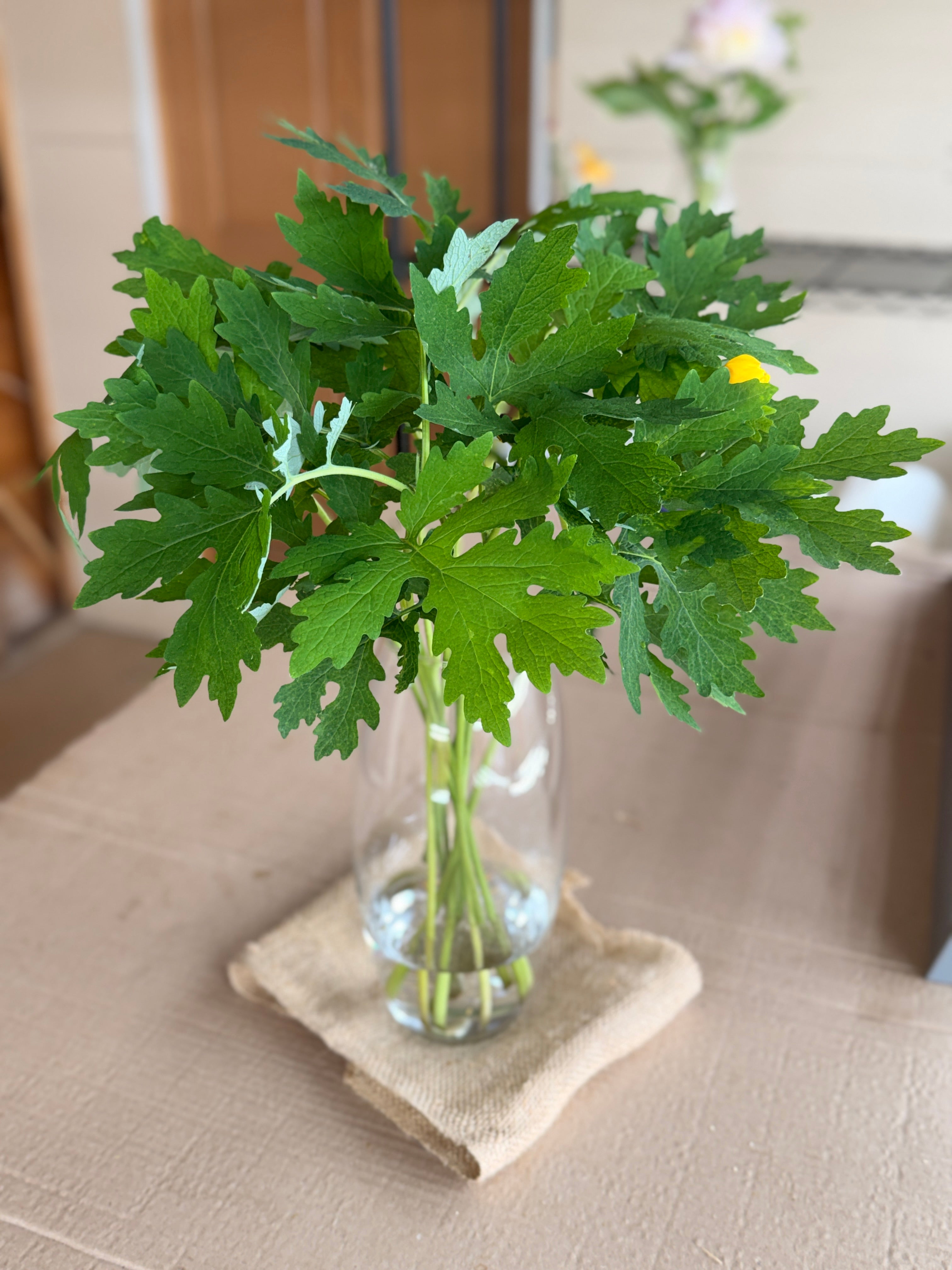 Woodland Poppy Foliage