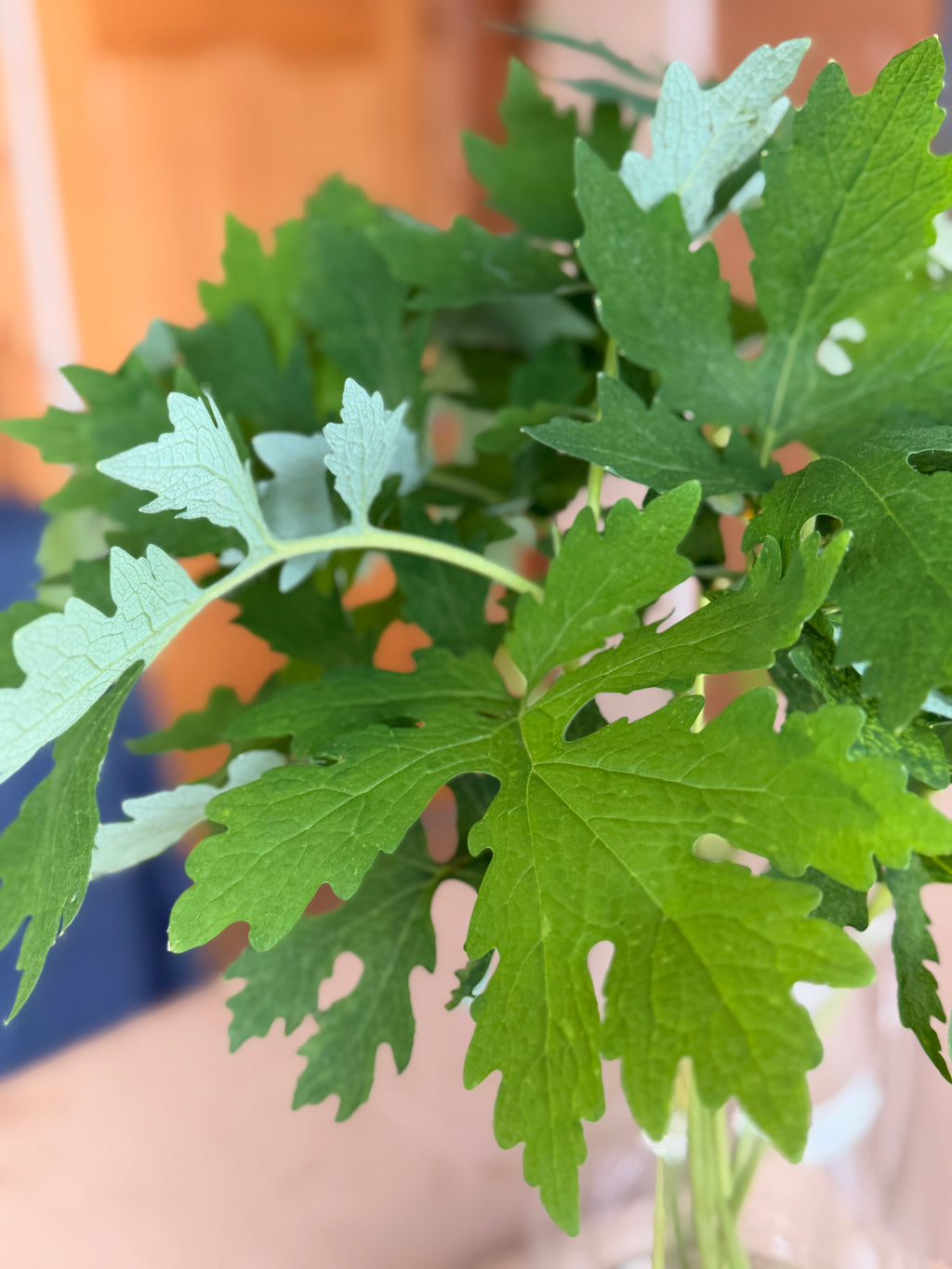 Woodland Poppy Foliage