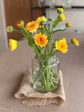 Calendula - Creamy Apricot