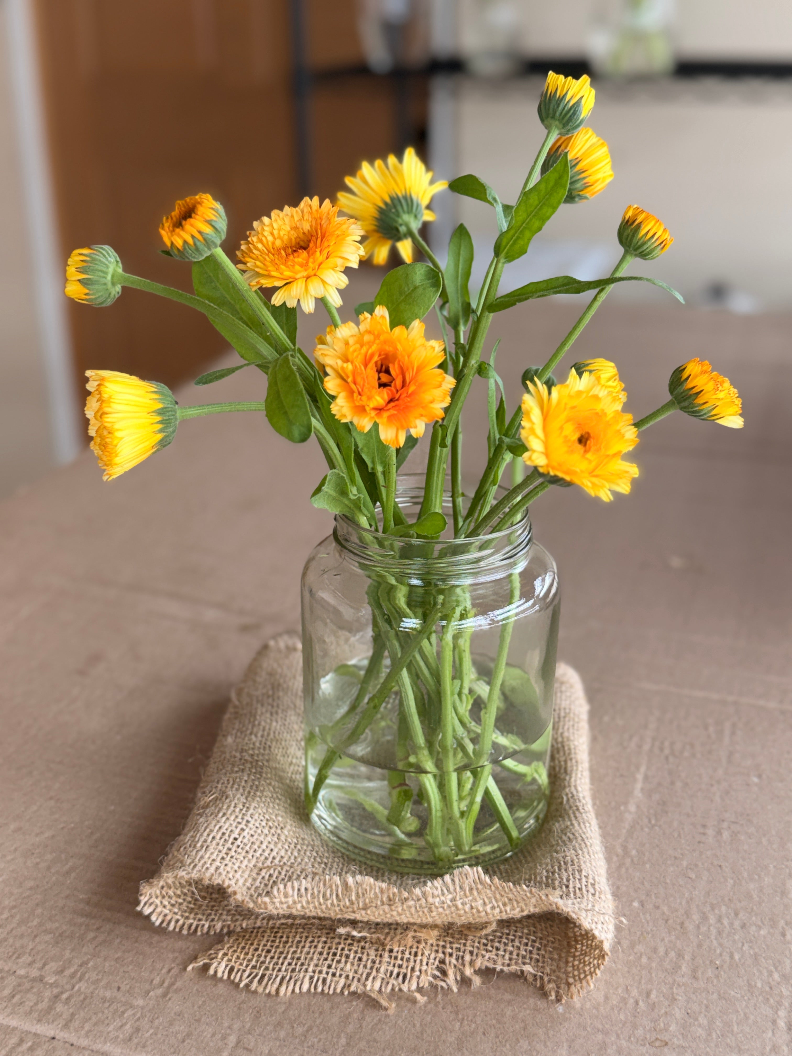 Calendula - Creamy Apricot
