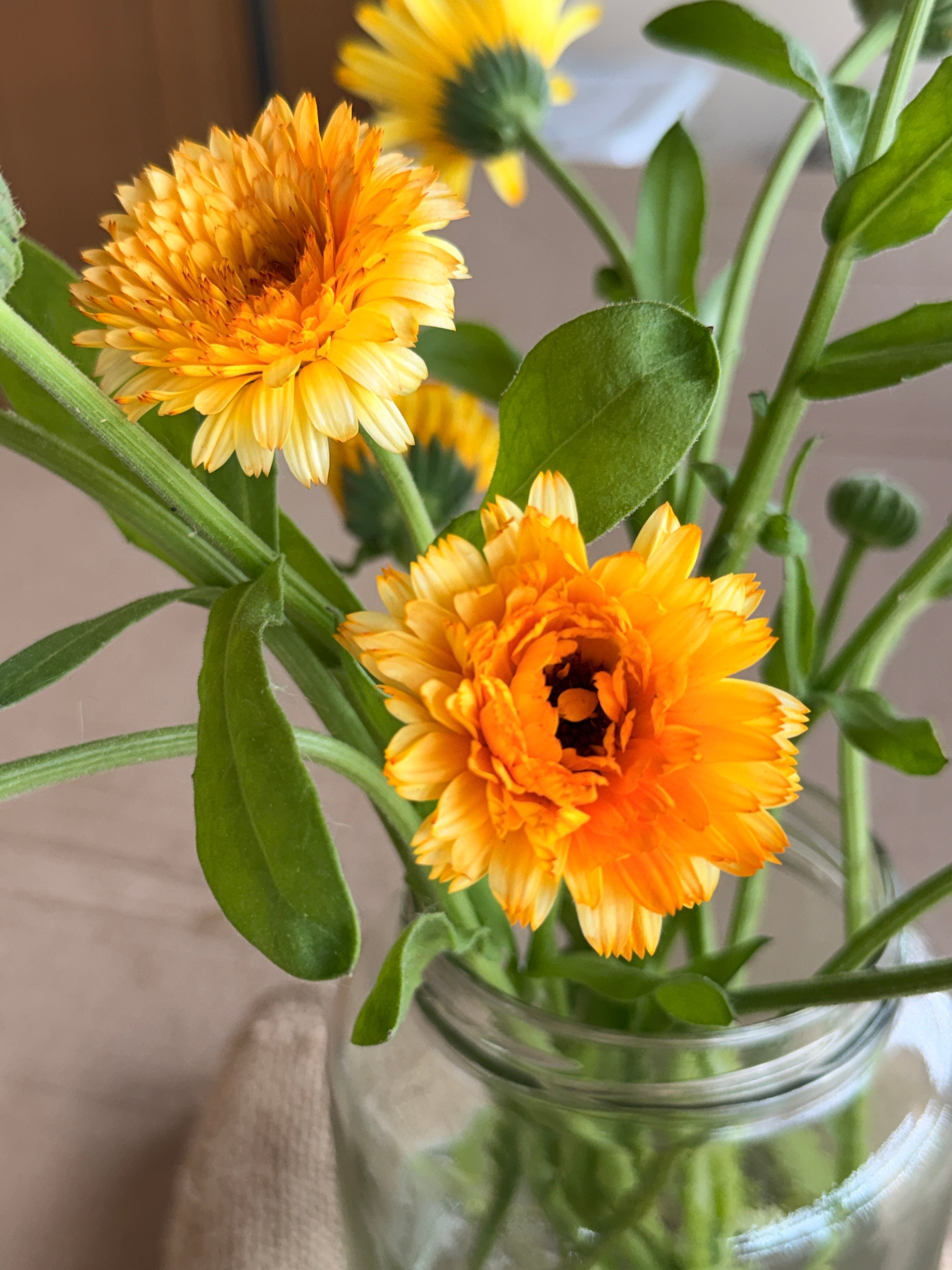 Calendula - Creamy Apricot