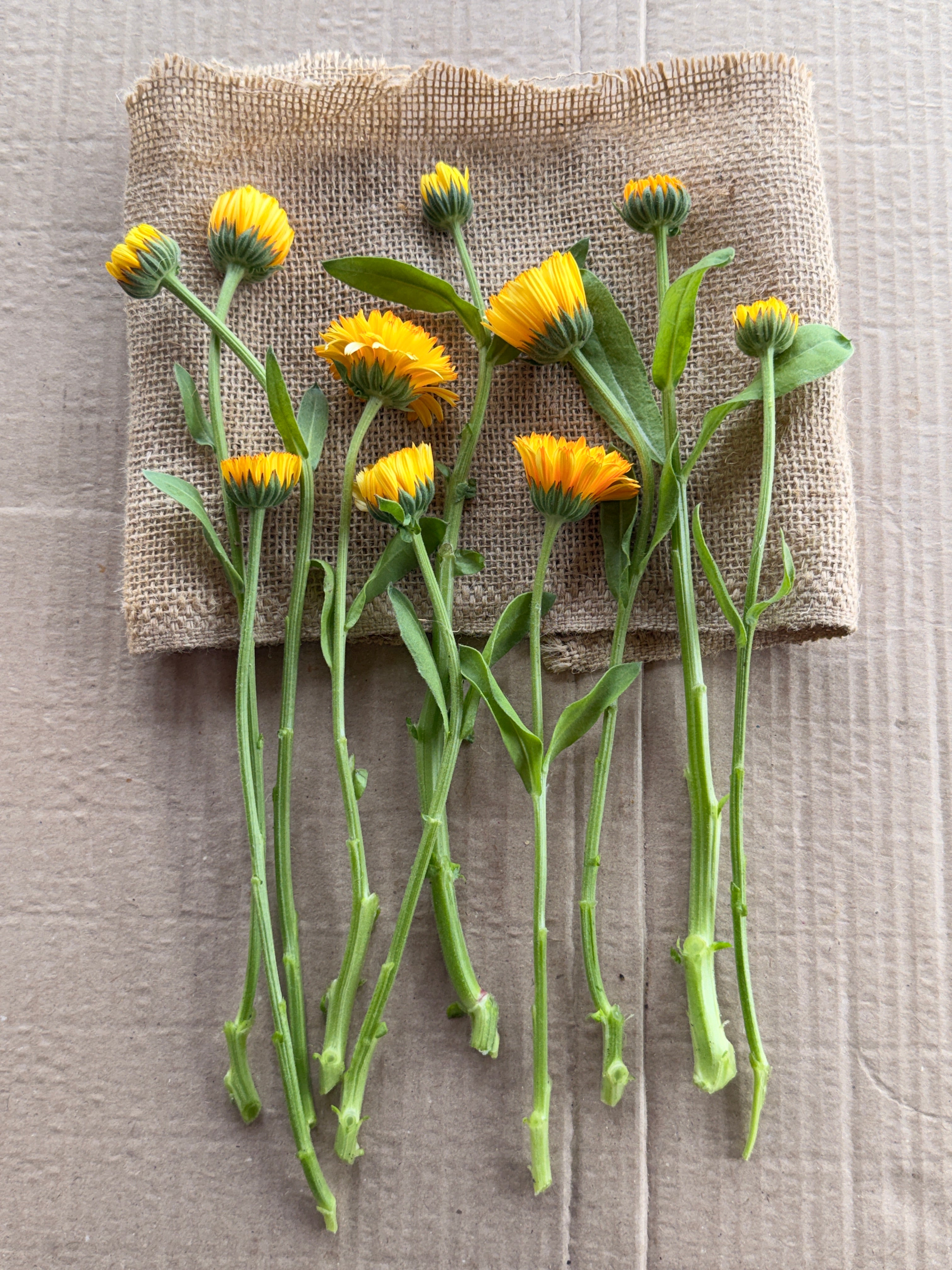 Calendula - Creamy Apricot