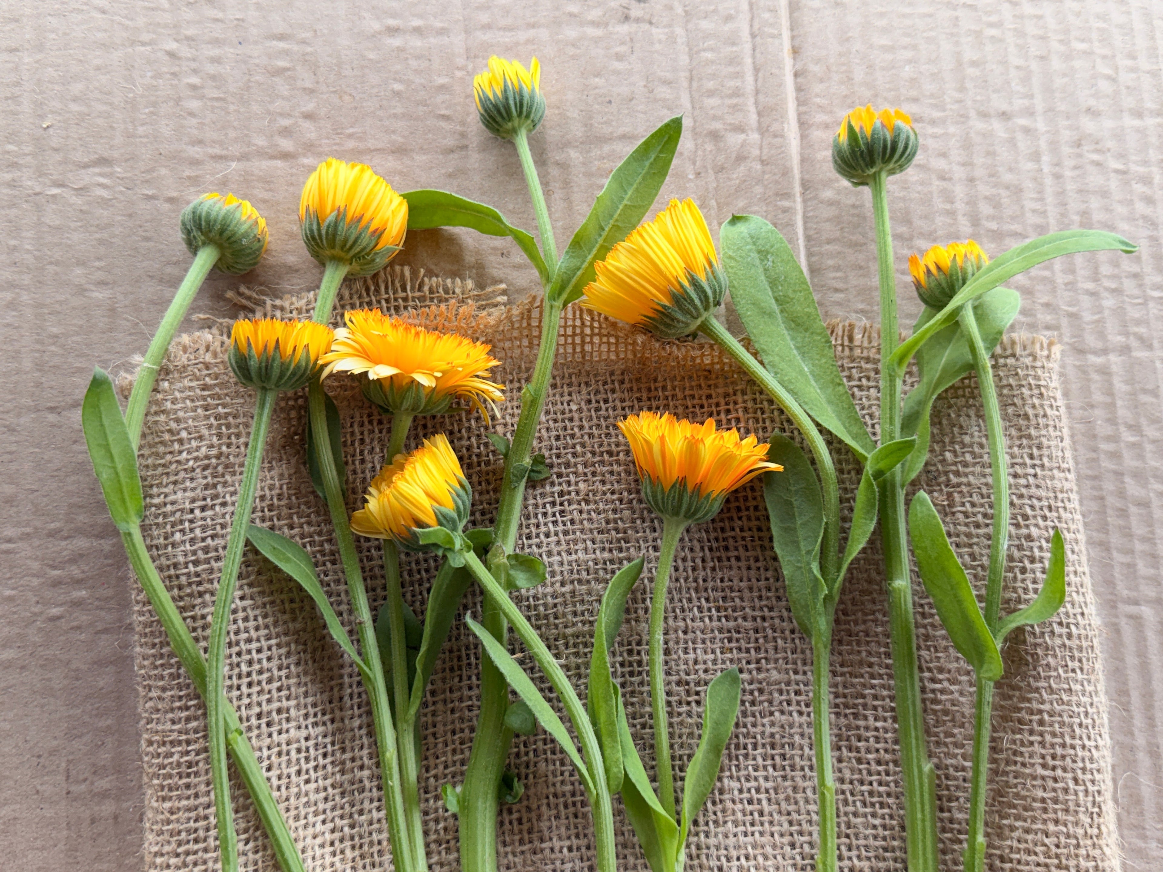Calendula - Creamy Apricot