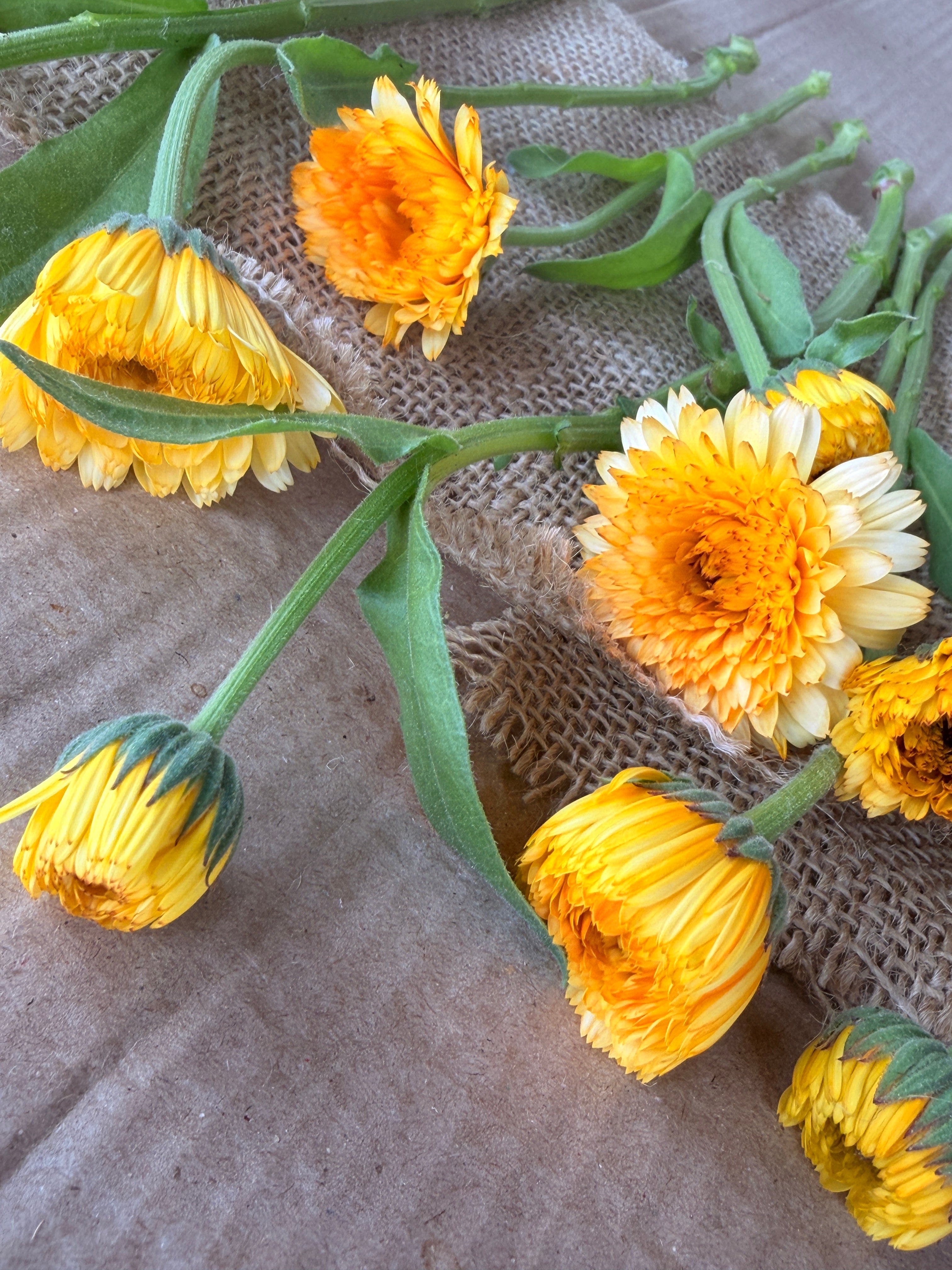 Calendula - Creamy Apricot