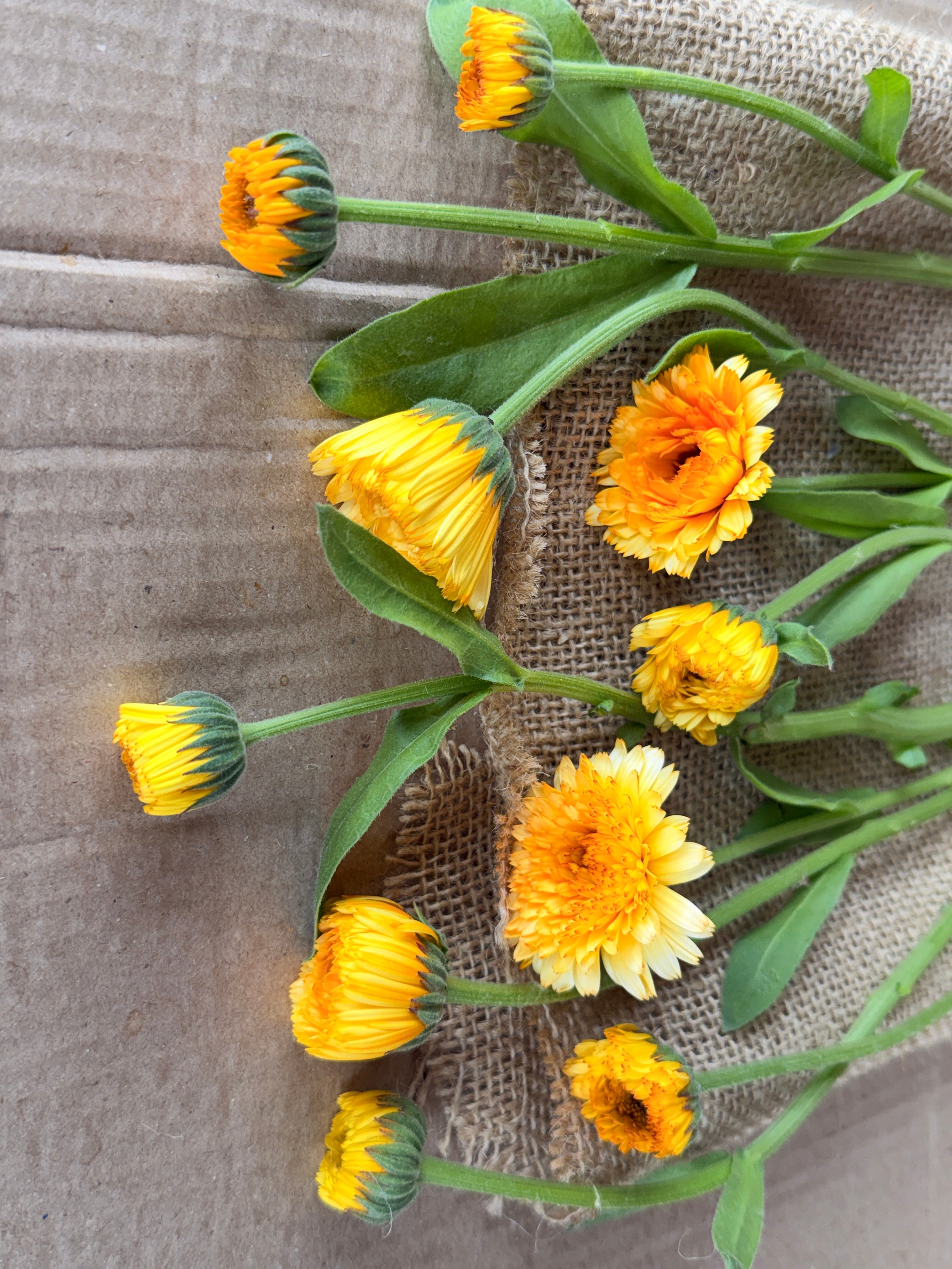 Calendula - Creamy Apricot